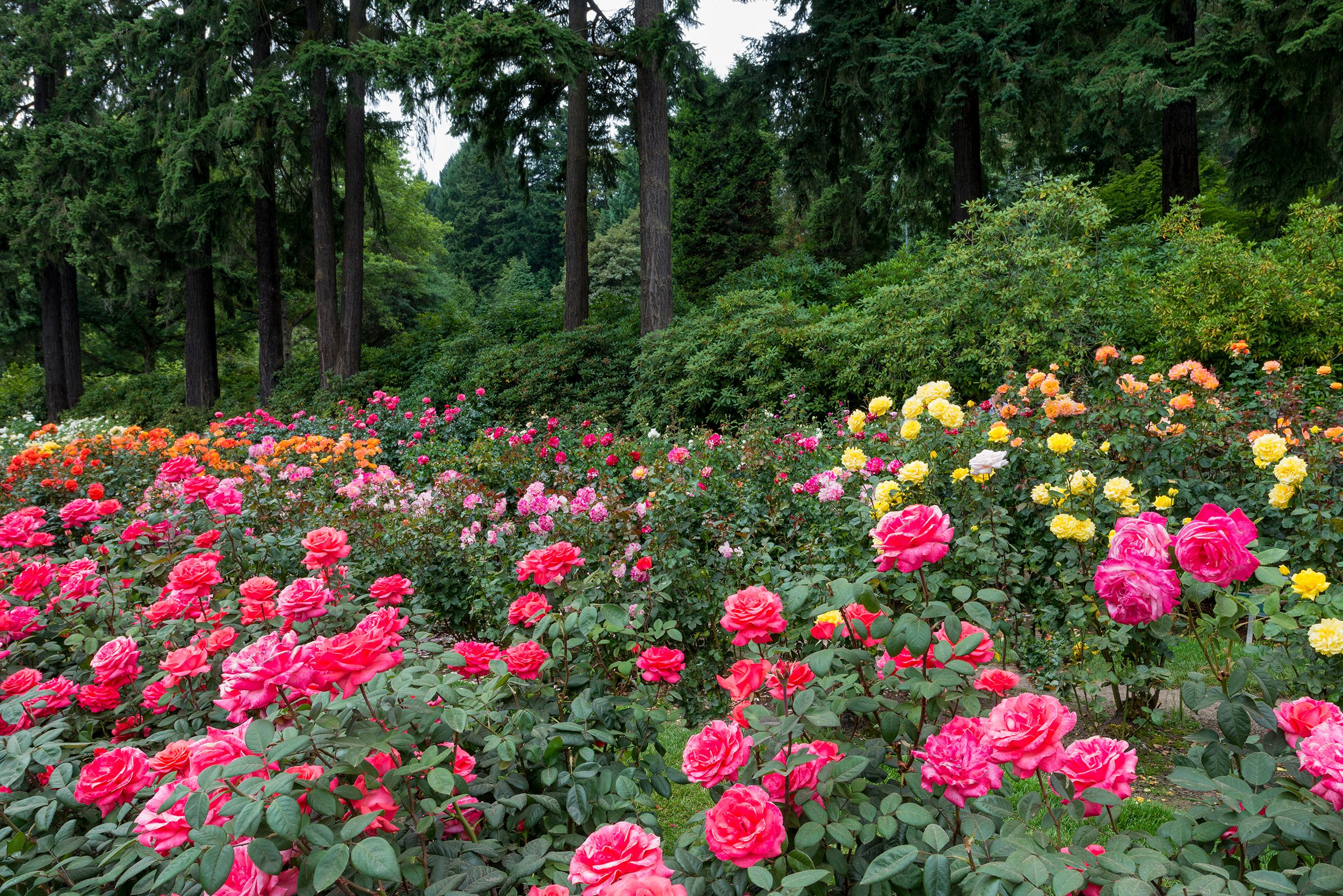 розы в парках