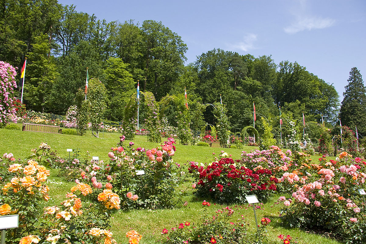 Розовый сад Баден Баден
