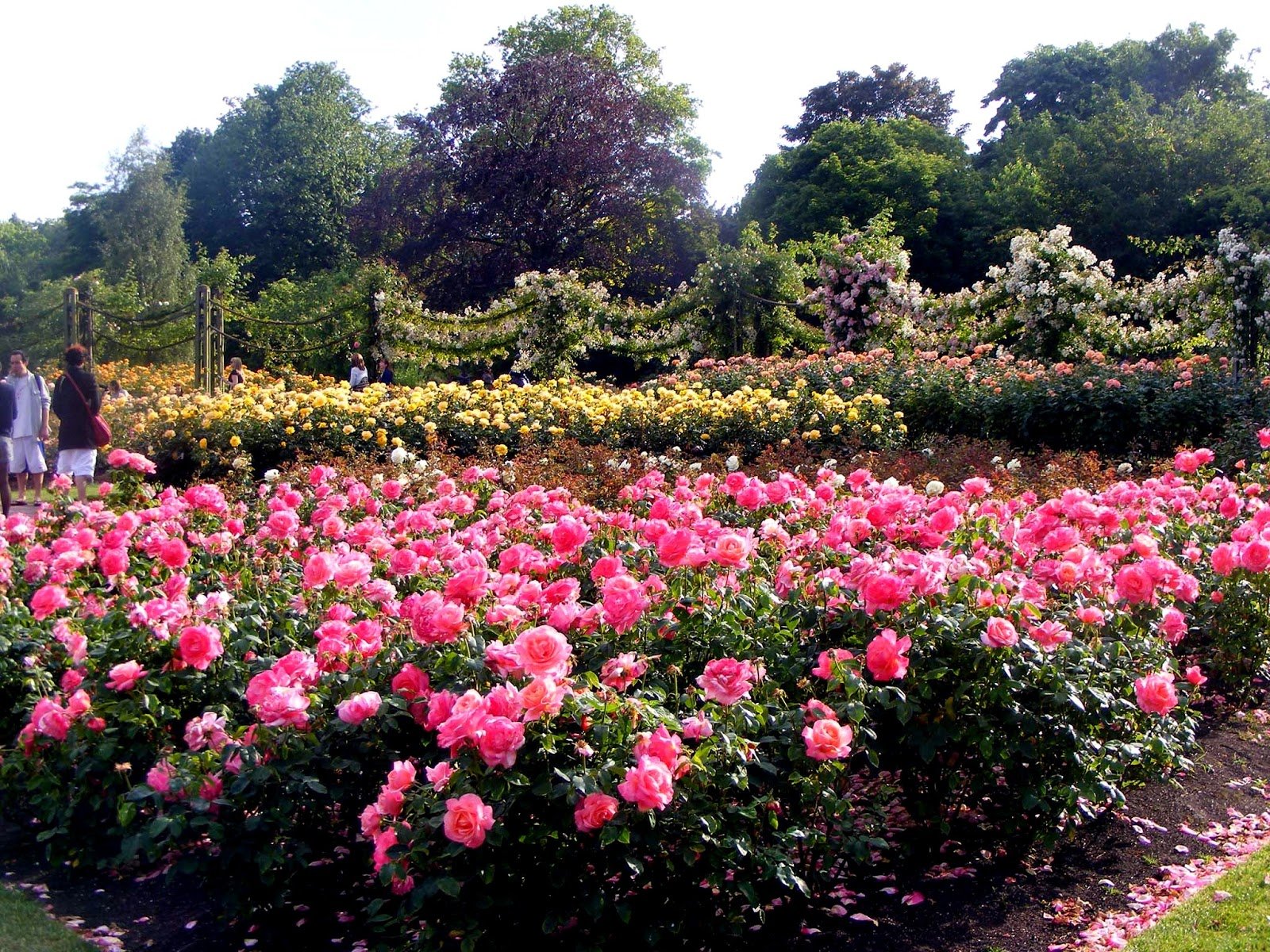 Розы в парках