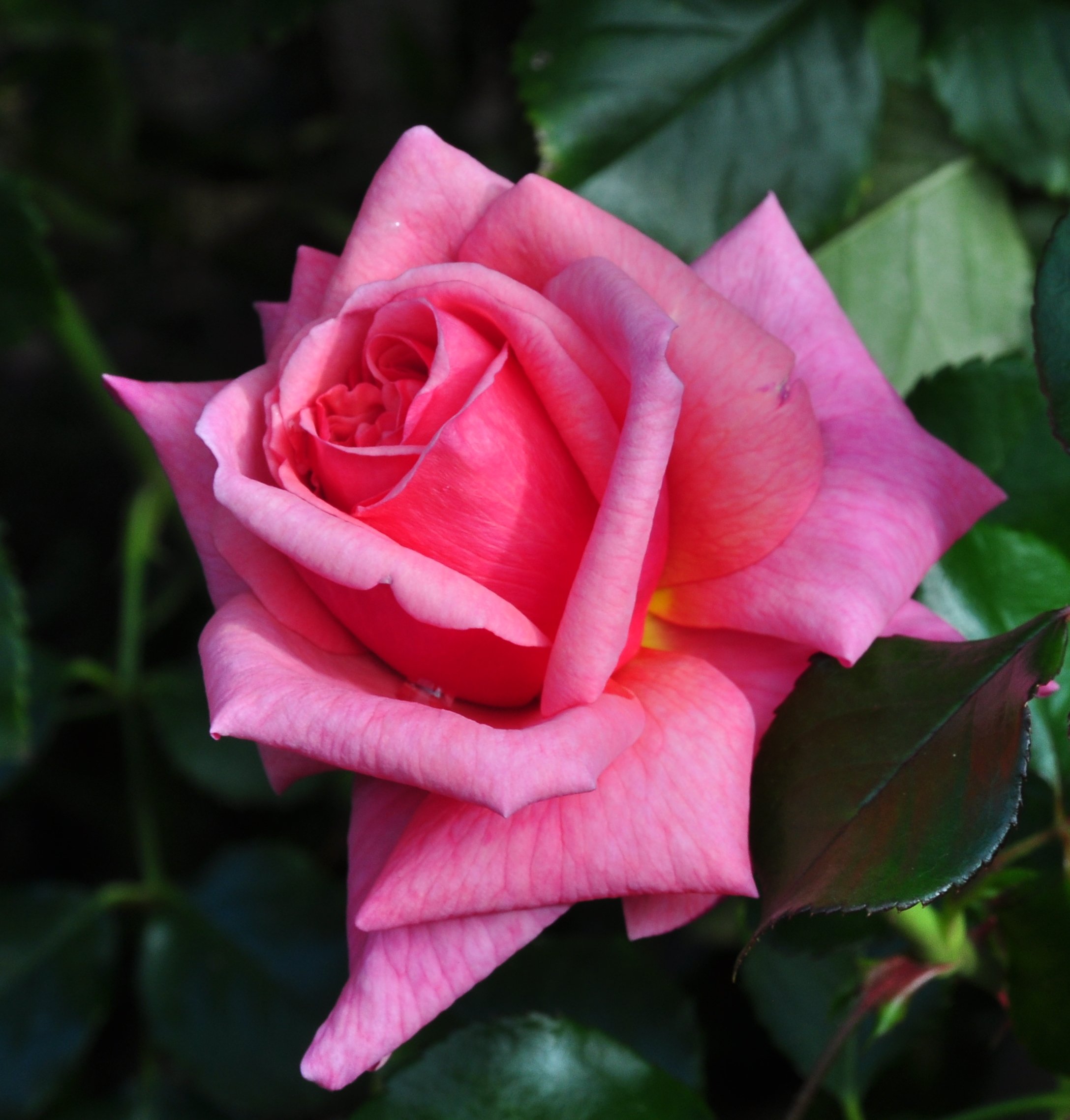 Бланш роза эквадор фото