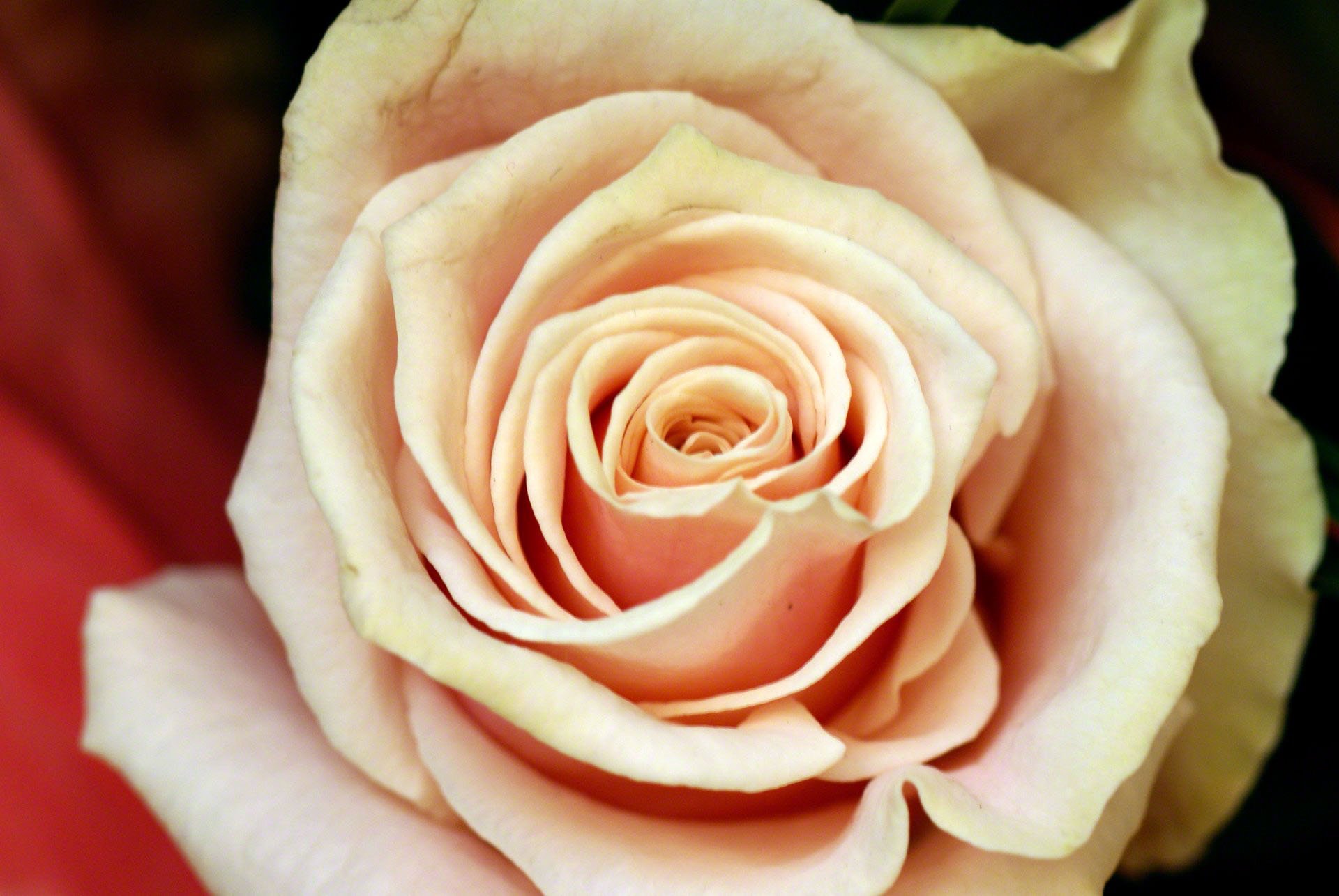 роза tiffany эквадор