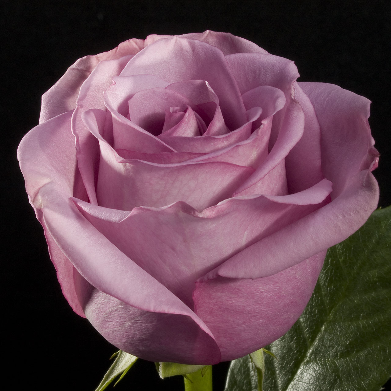 Роза рослин фото эквадор