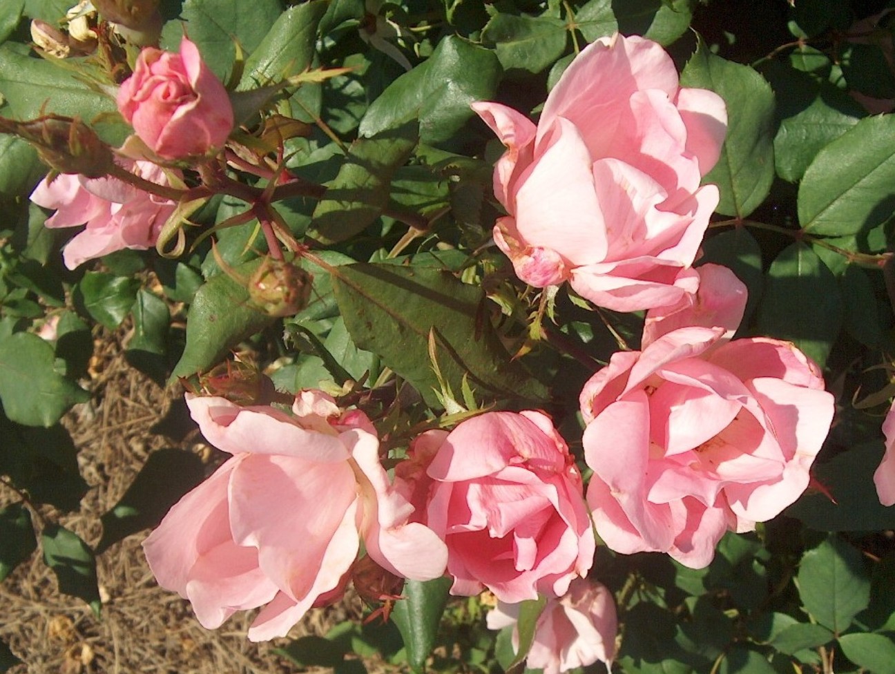 Роза почвопокровная пинк беллс фото и описание
