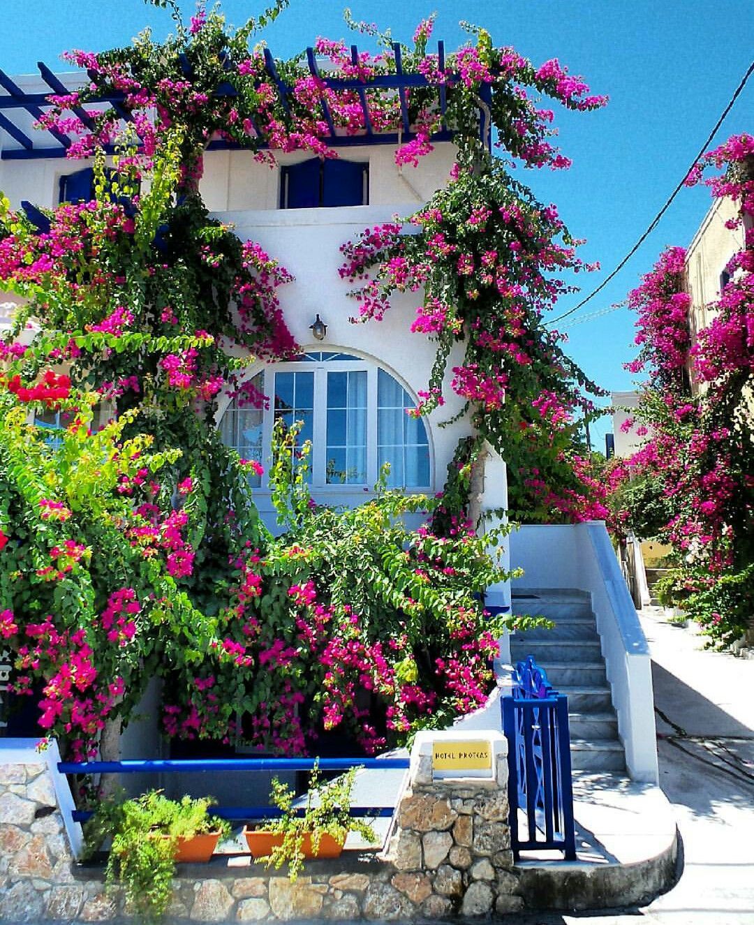 Греция цветы