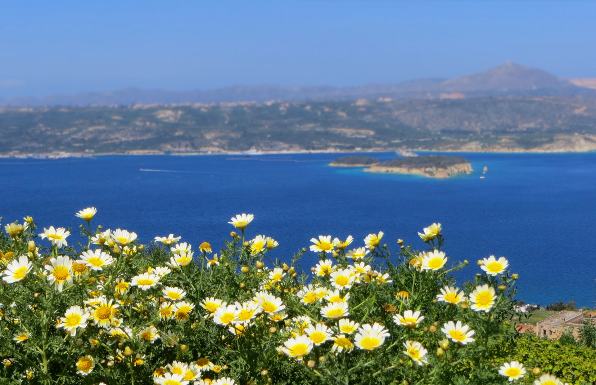 Цветы у Средиземного моря Израиль
