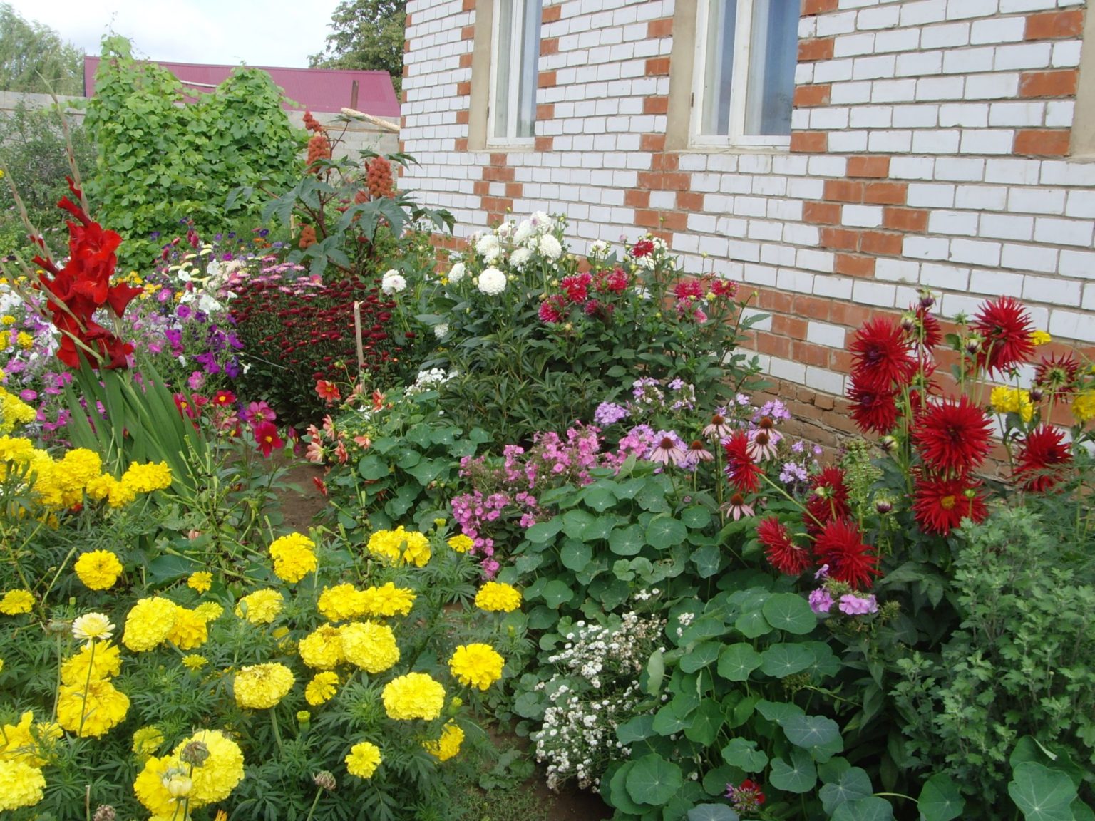 фото клумбы с цветами возле дома