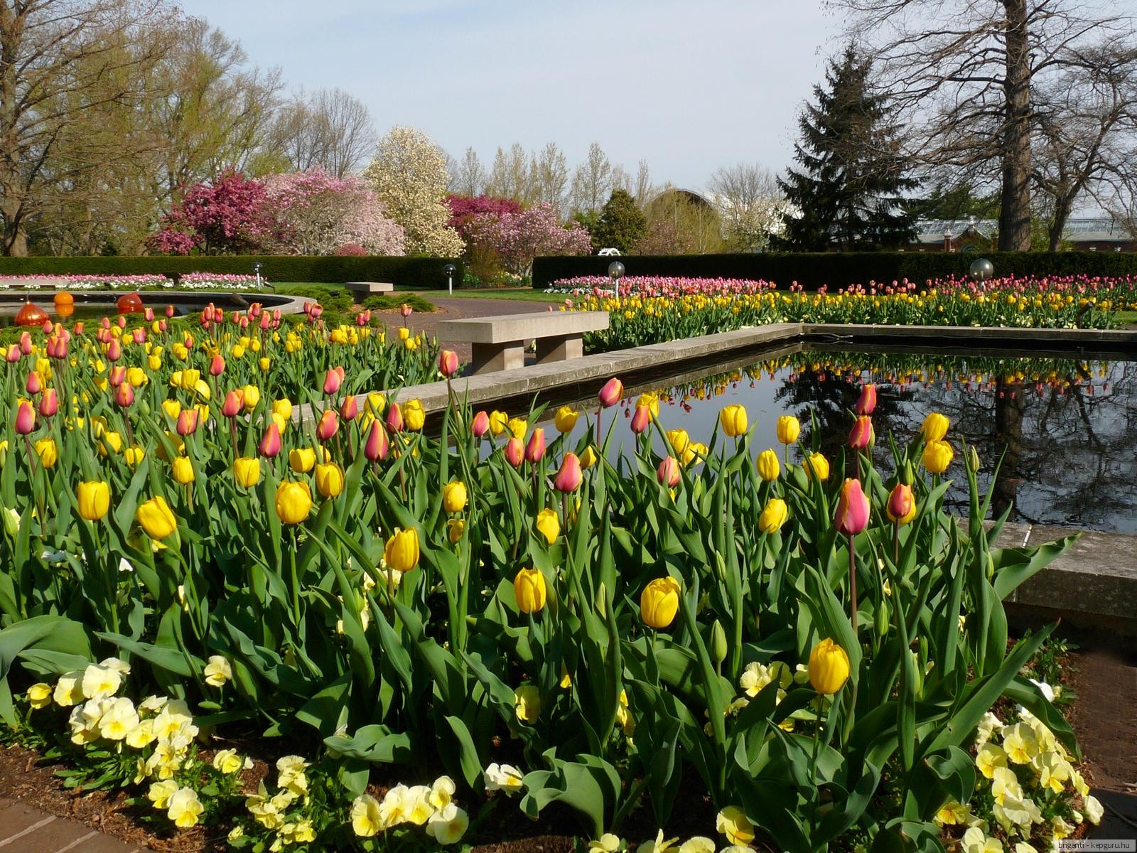 Весенний парк тюльпаны