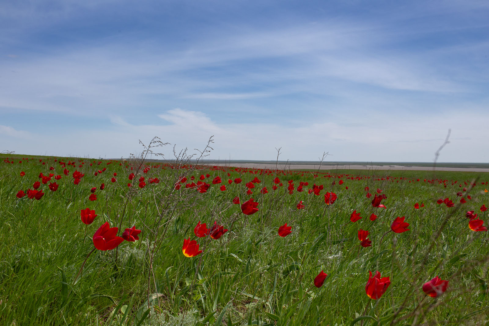 Дикие тюльпаны степь Волгоградской области
