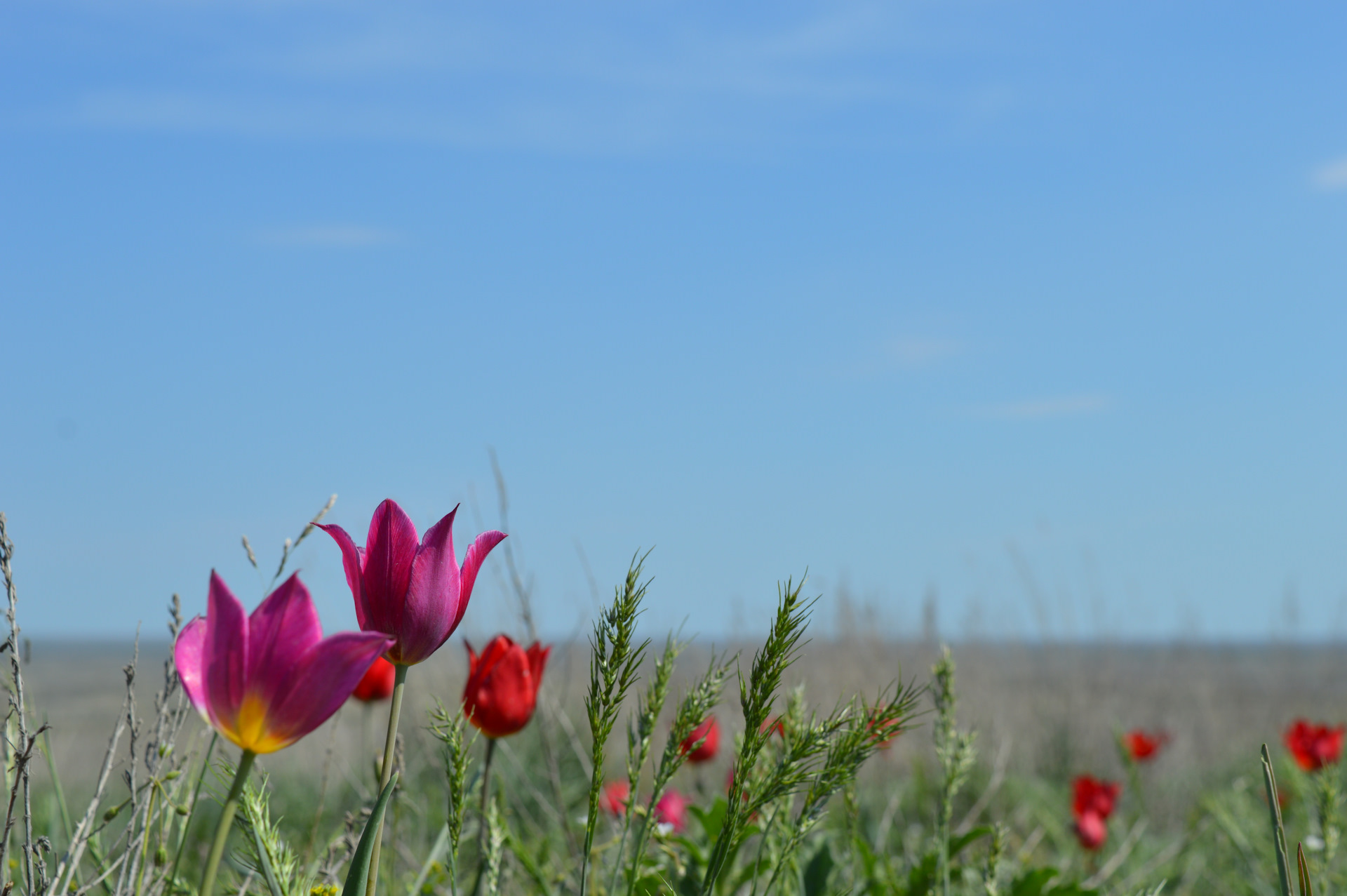 Калмыцкая степь весной тюльпаны фото