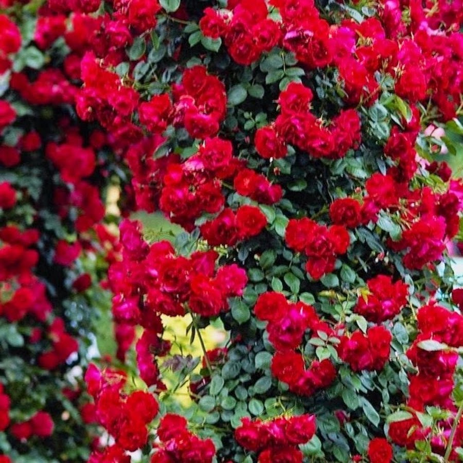 Сорта плетистых роз с фото и названиями для подмосковья