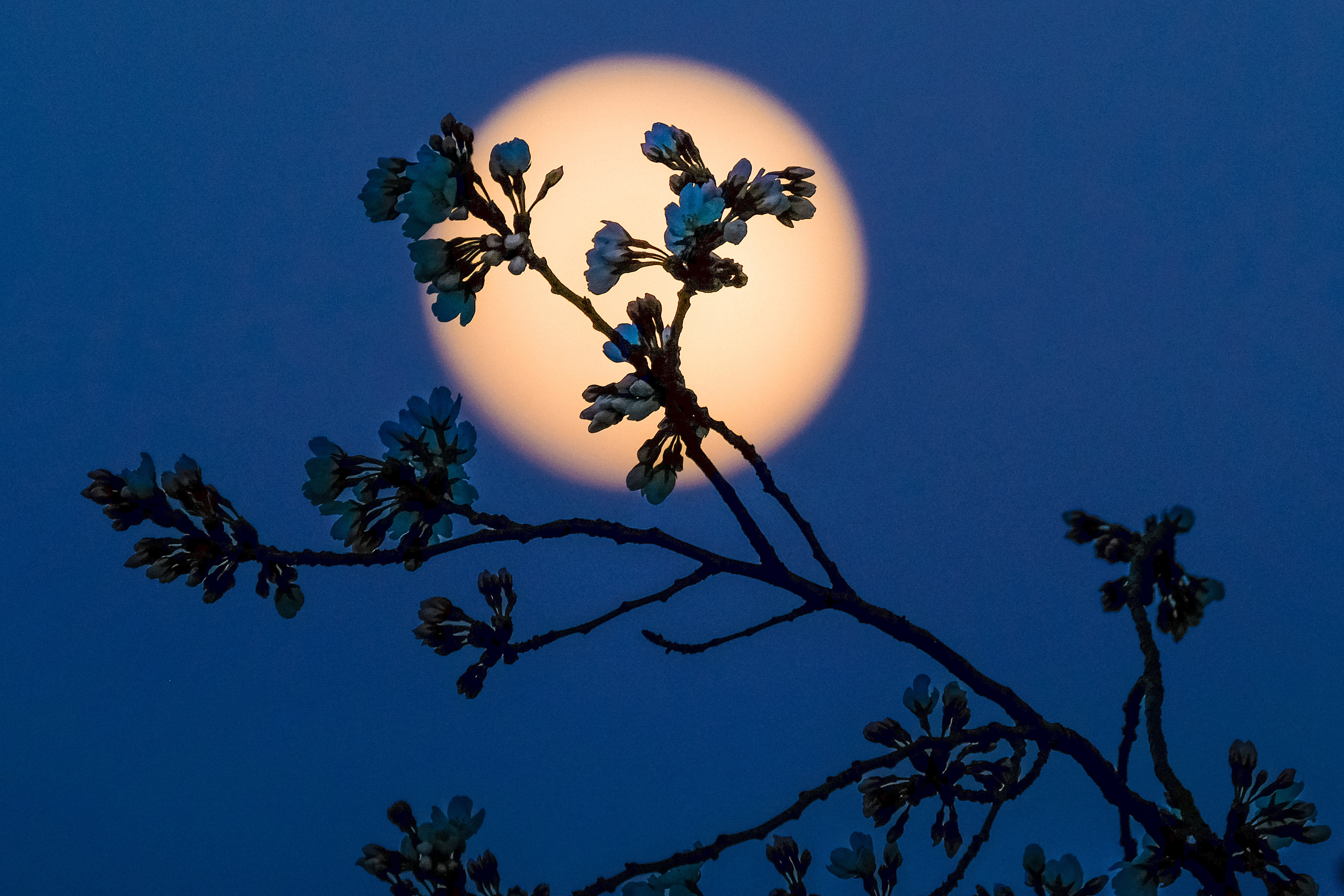 Цветущее дерево при Луне