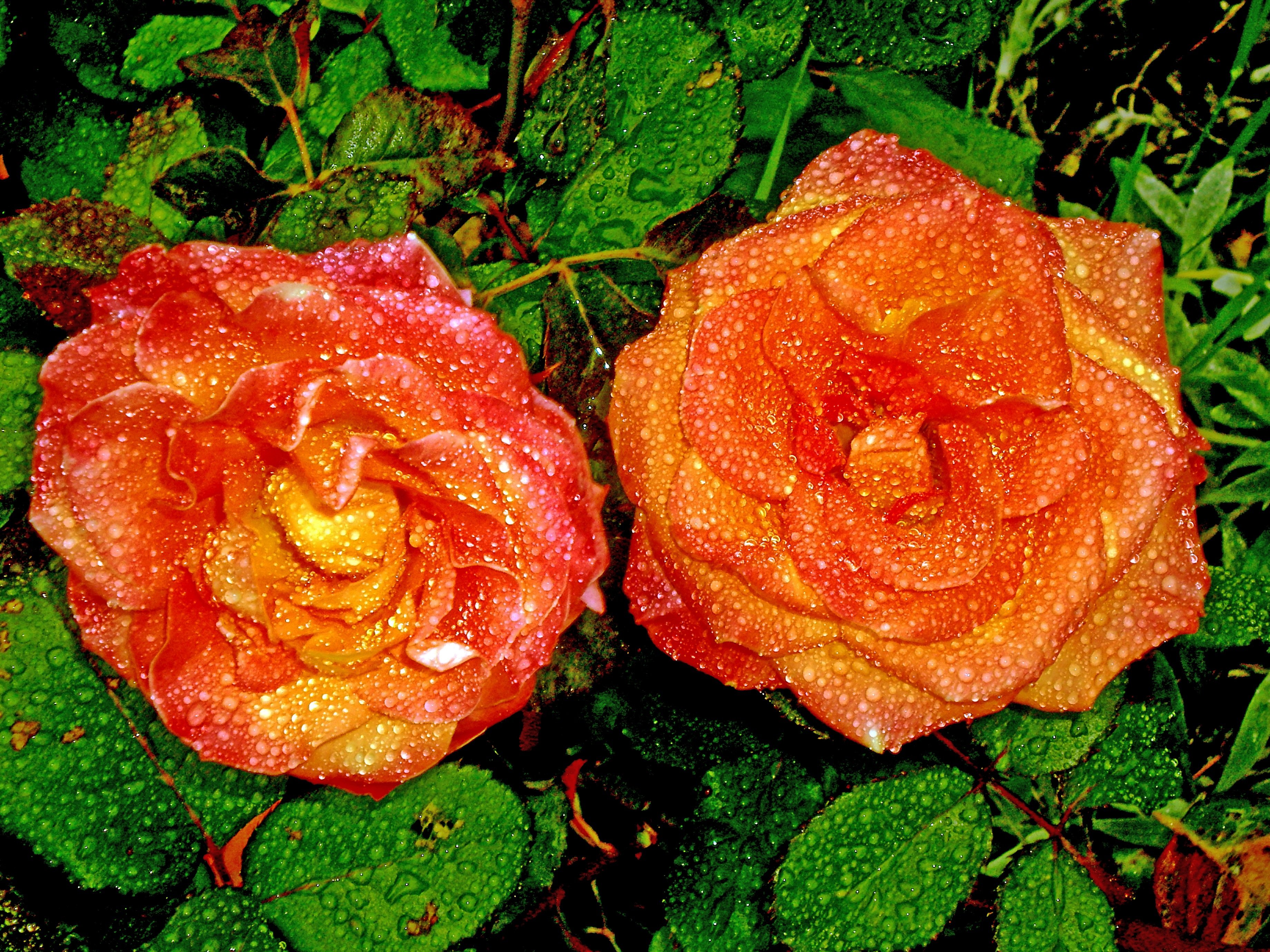 Роза флорибунда хамелеон