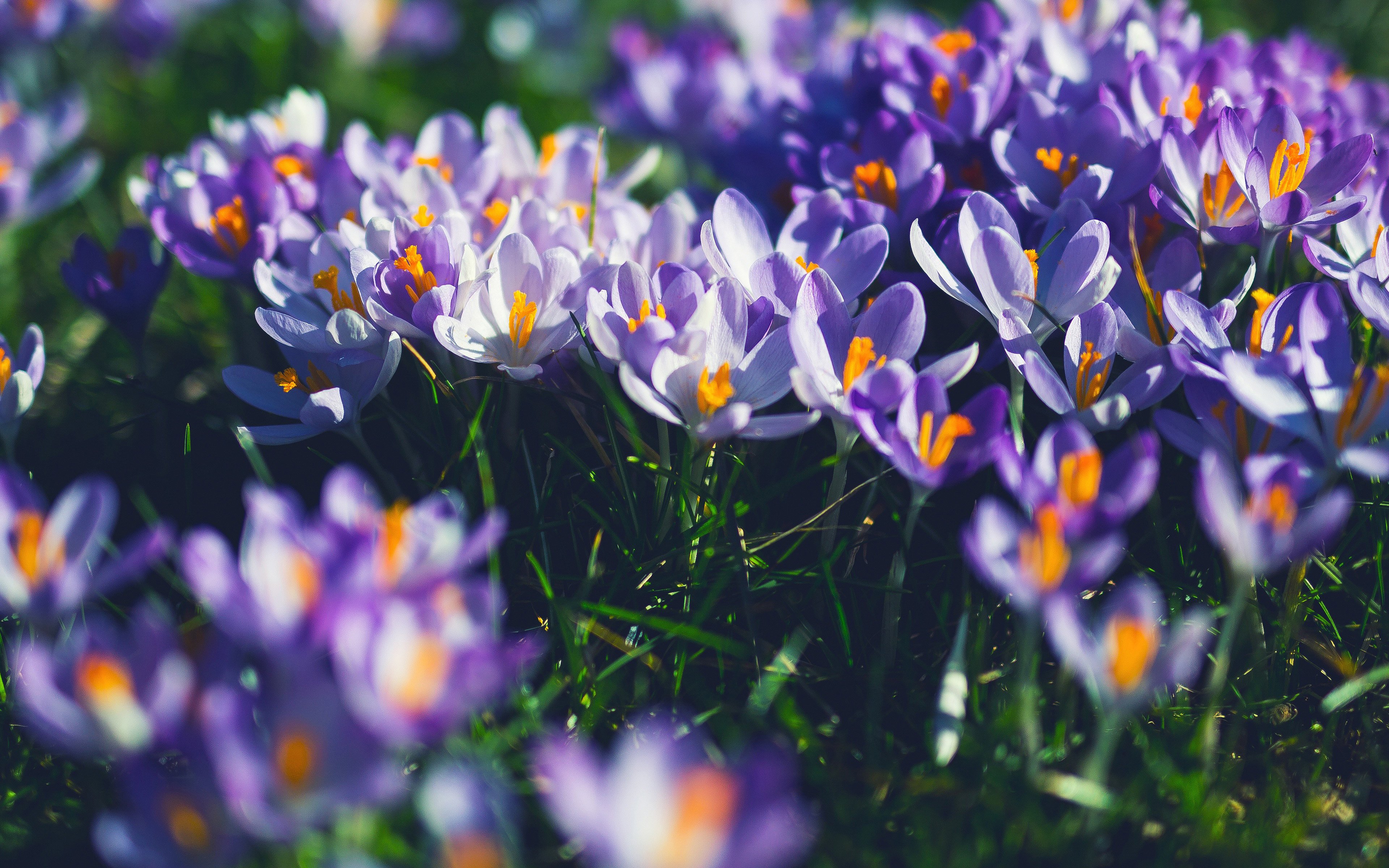 Цветы апреля картинки. Крокусы фото. Апрельские цветы. Апрель цветы. Красивые апрельские цветы.