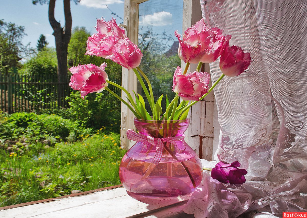 Цветы на окне весной