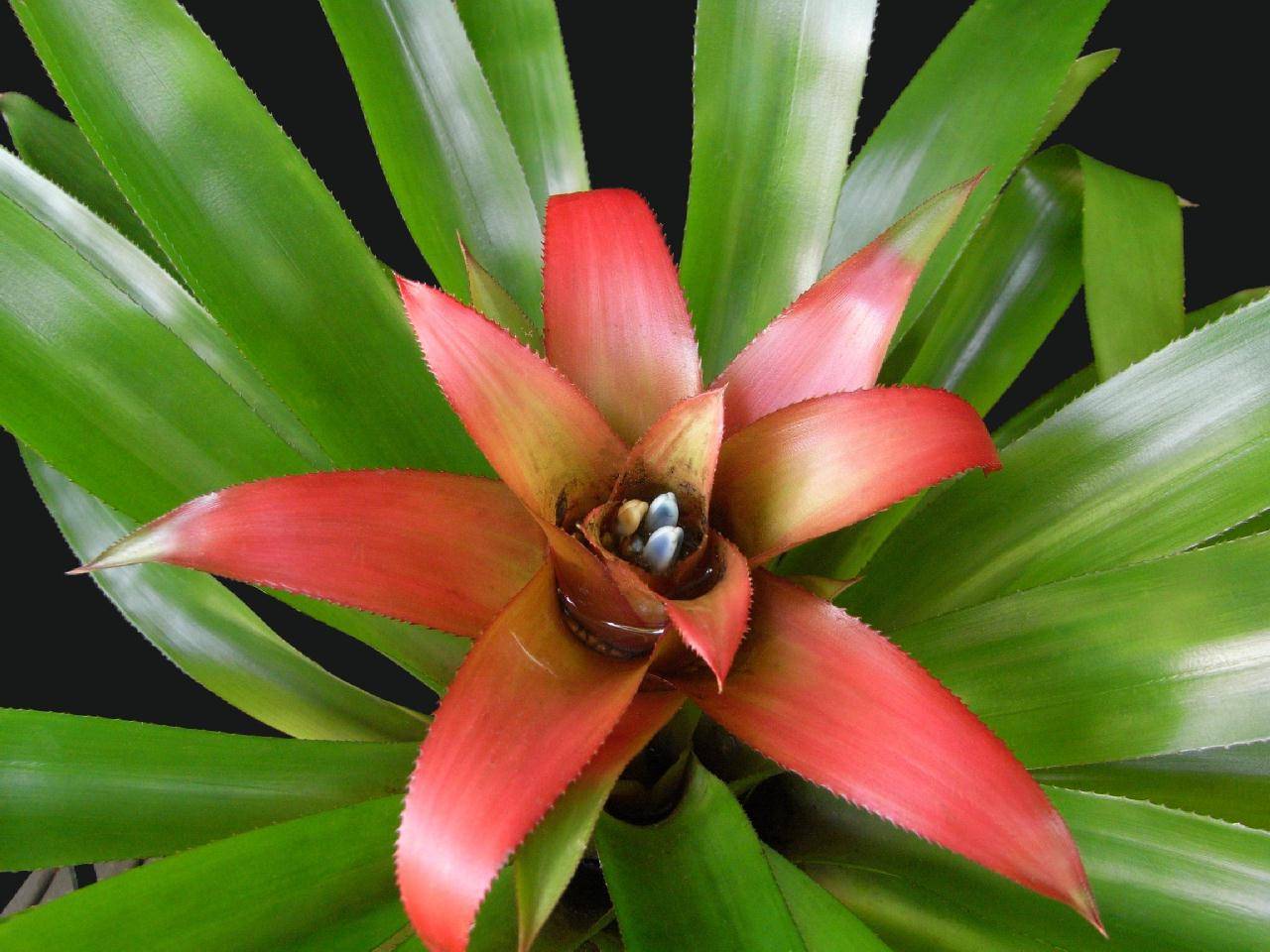 Тропические растения фото и названия