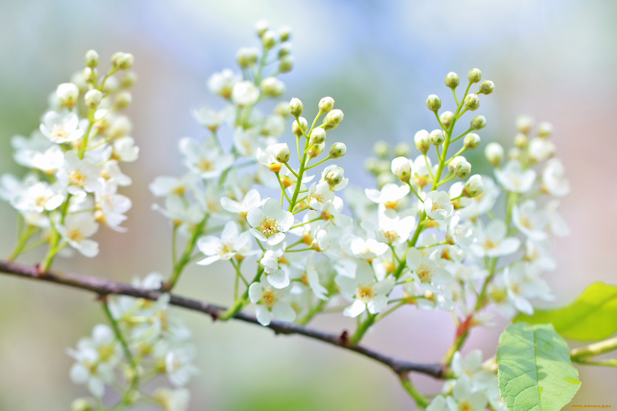Светлый майский день. Цветы черемухи. Цветущая черемуха. Белая черемуха дерево.