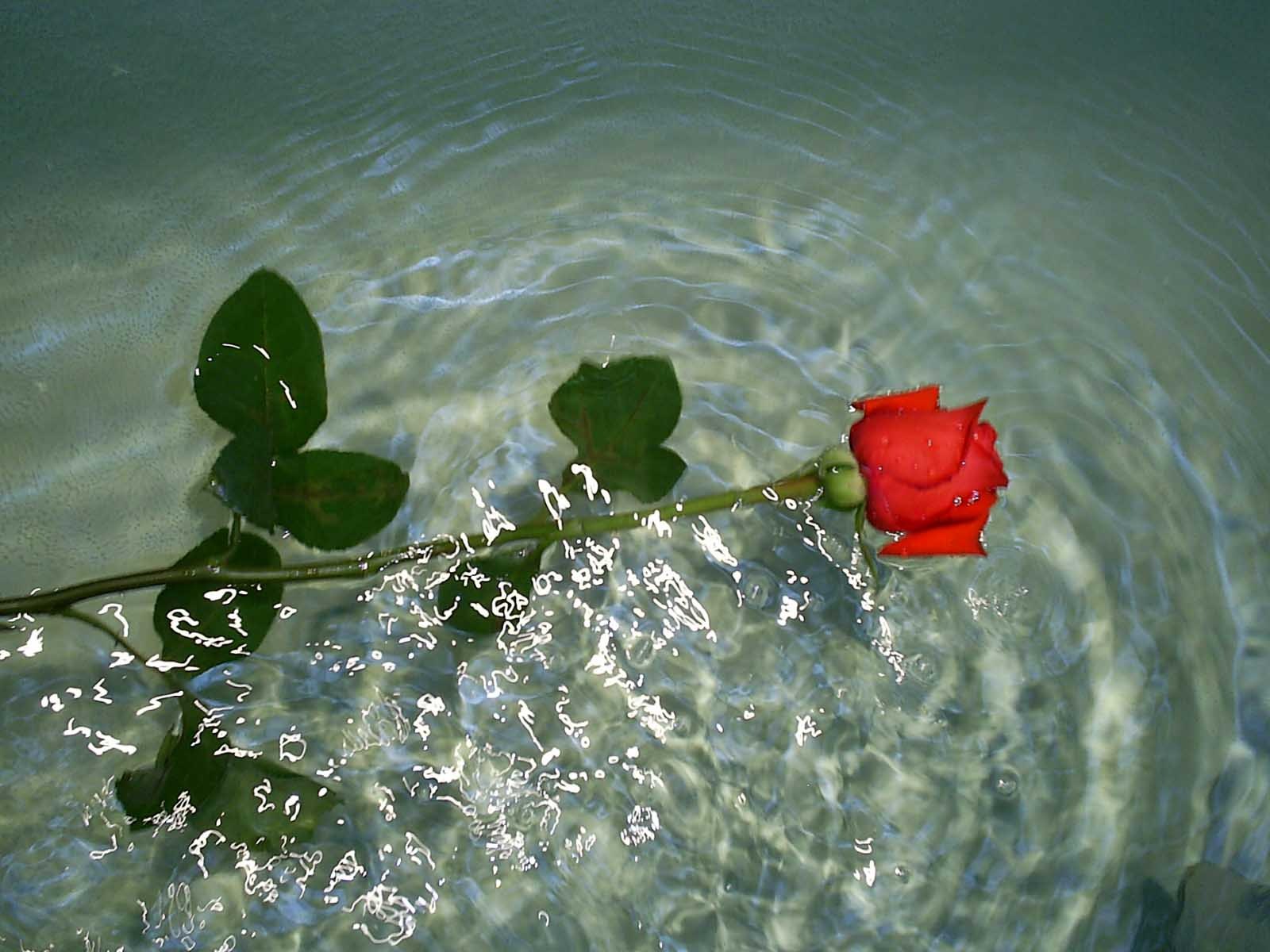 Красивые Розы В Воде