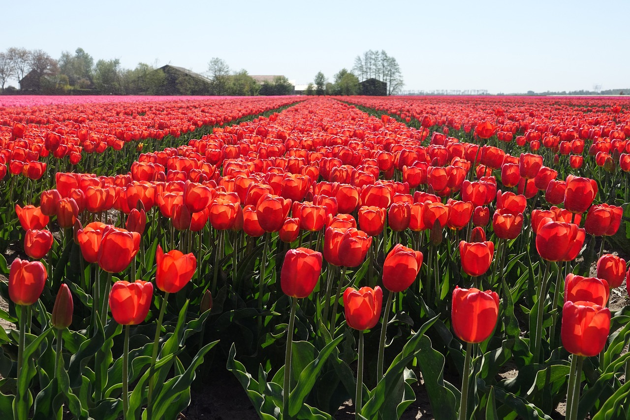 Поле тюльпанов в беларуси. Поле тюльпанов. Поле красных тюльпанов. Красные голландские тюльпаны. Поля тюльпанов в Казахстане.