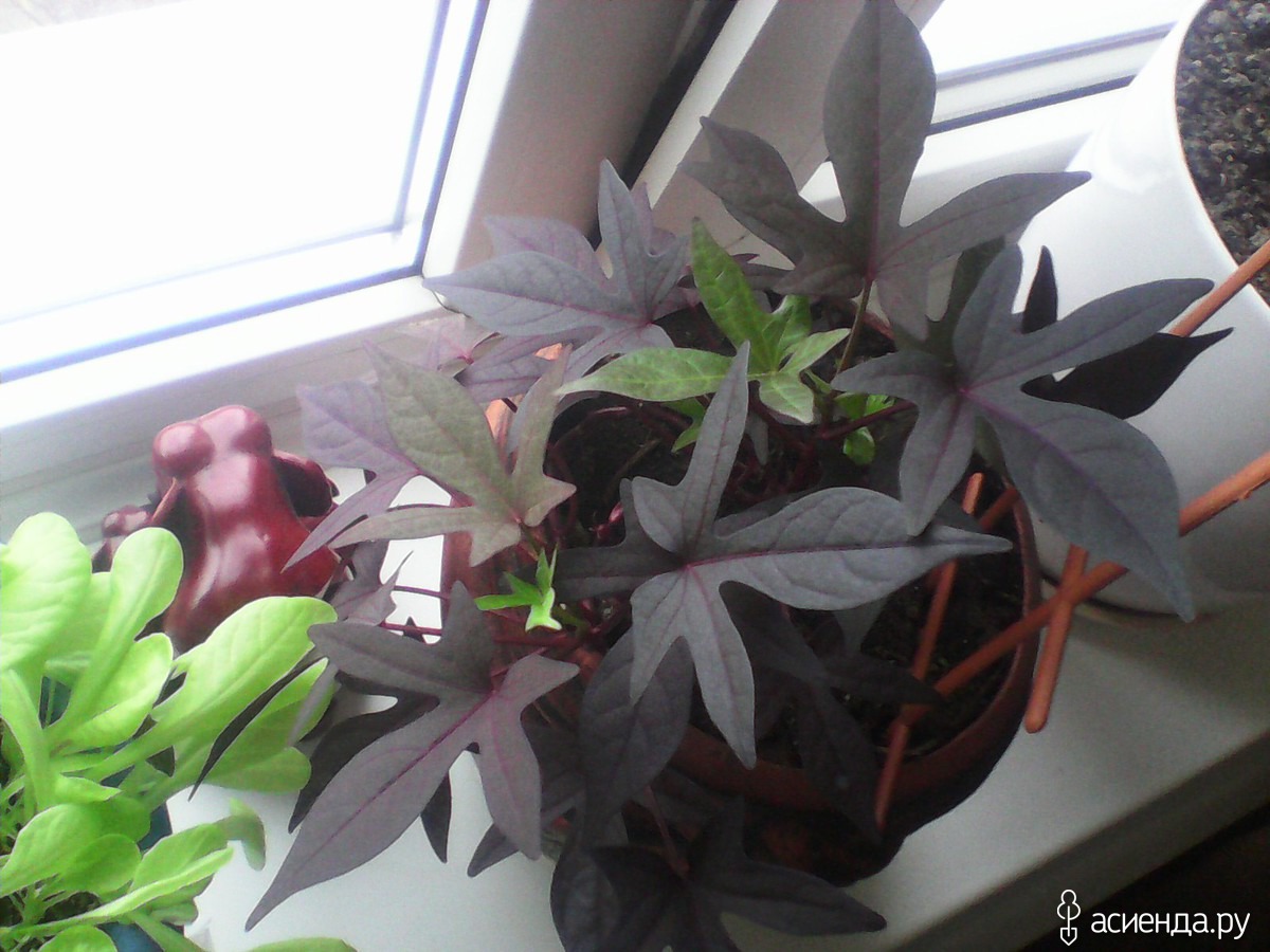 Комнатное растение с бордовыми листьями