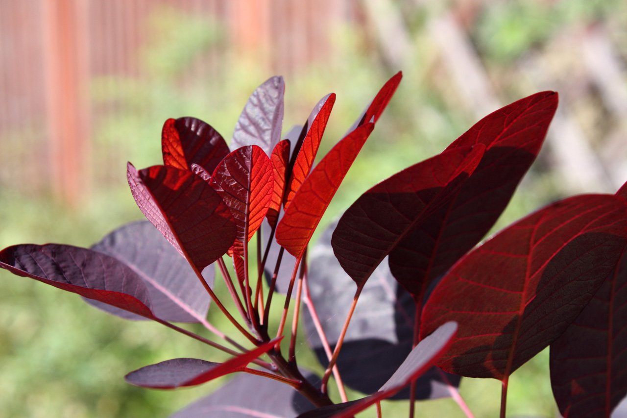 Растение с красными листьями фото и названия