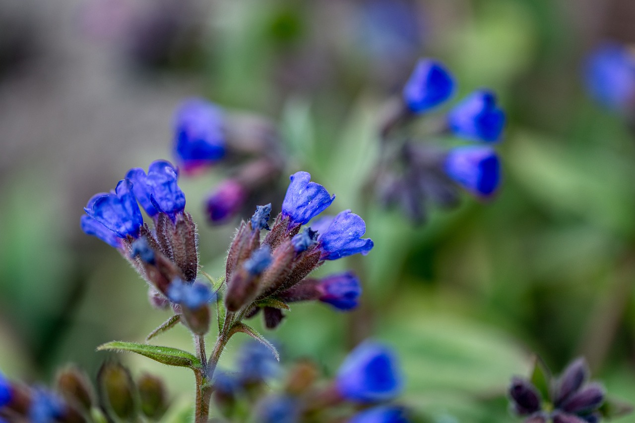 Растение похожее на медуницу с синими цветами