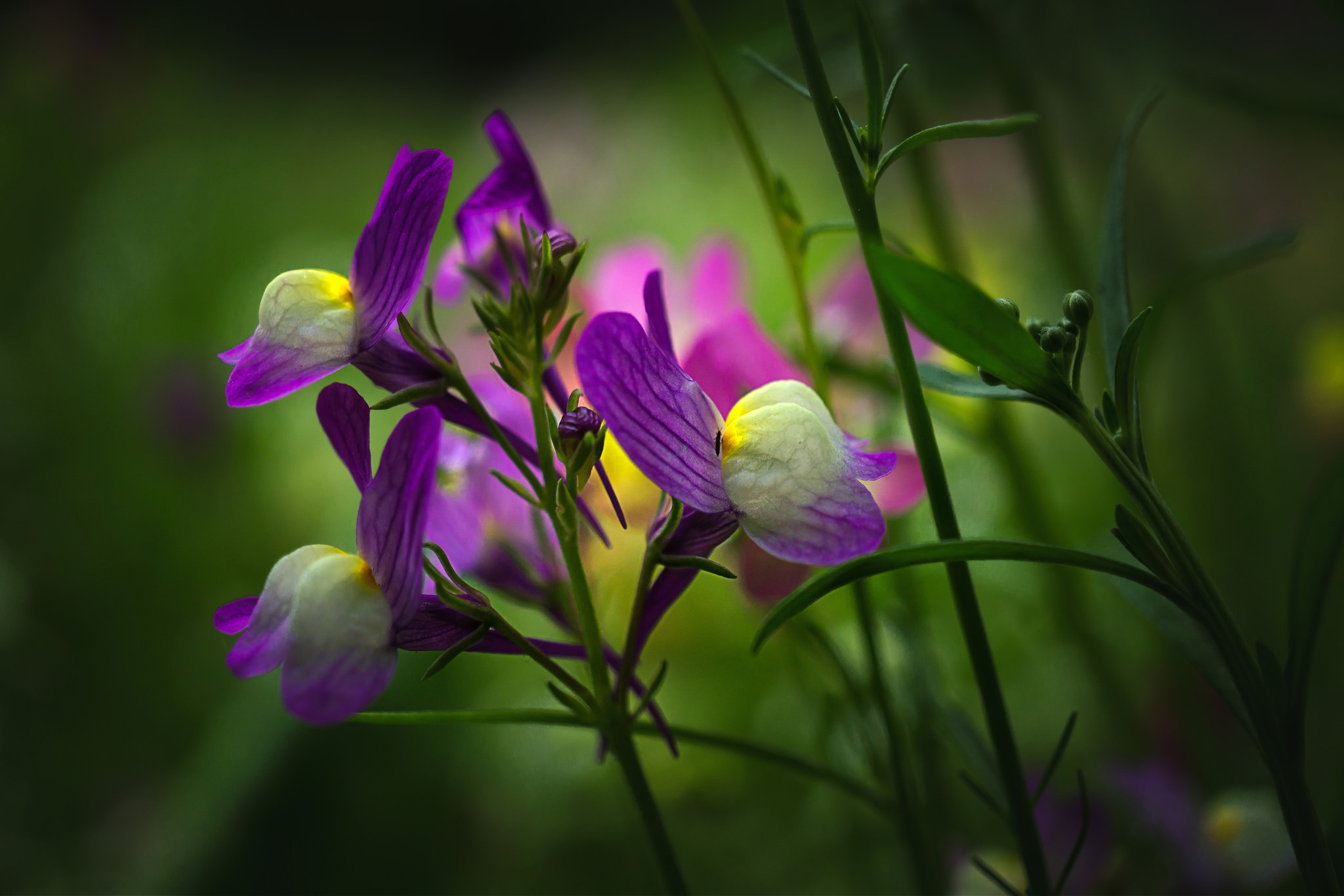 Фиолетовый Луговой Цветок