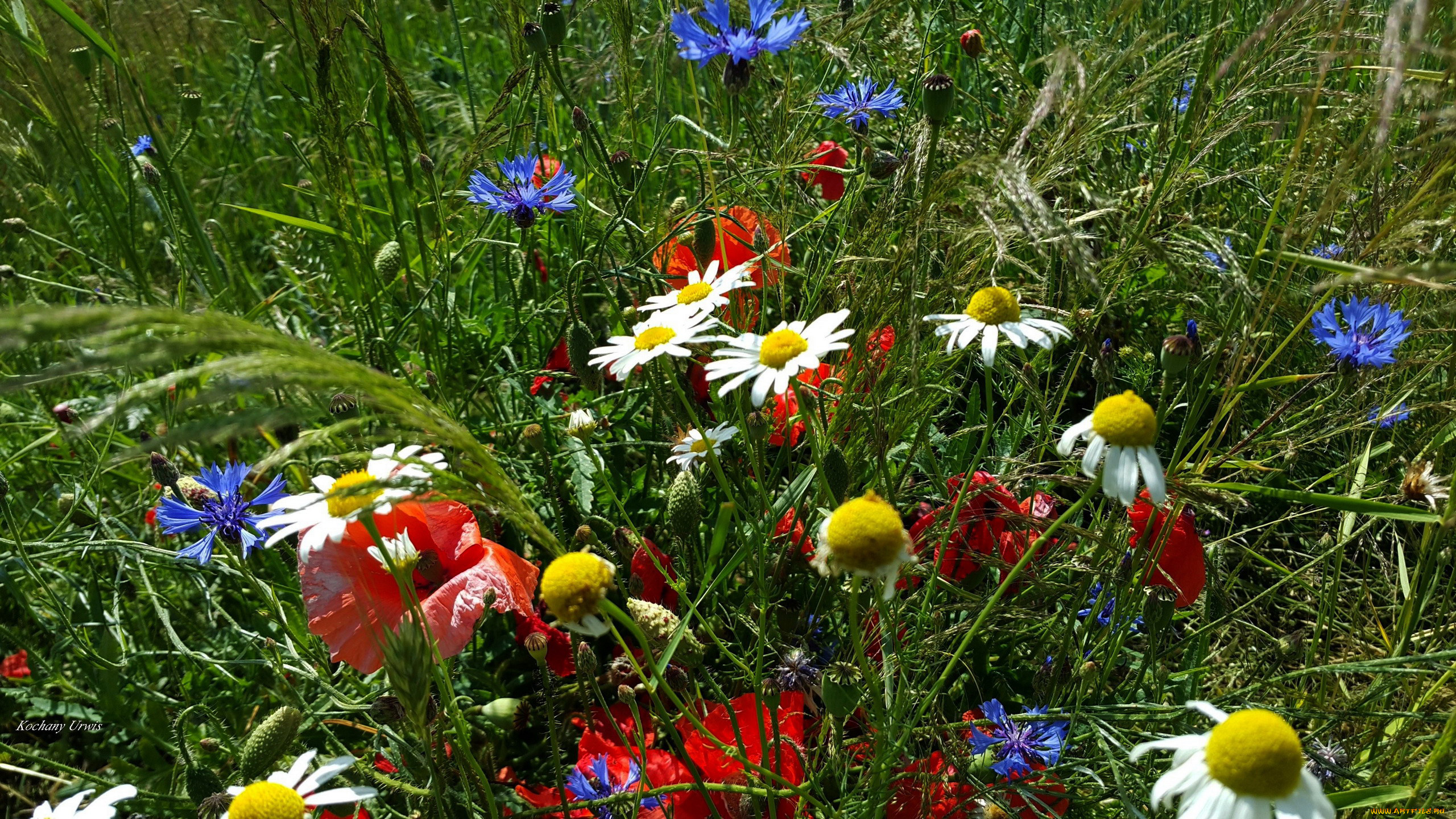 Цветы полевые и луговые фото