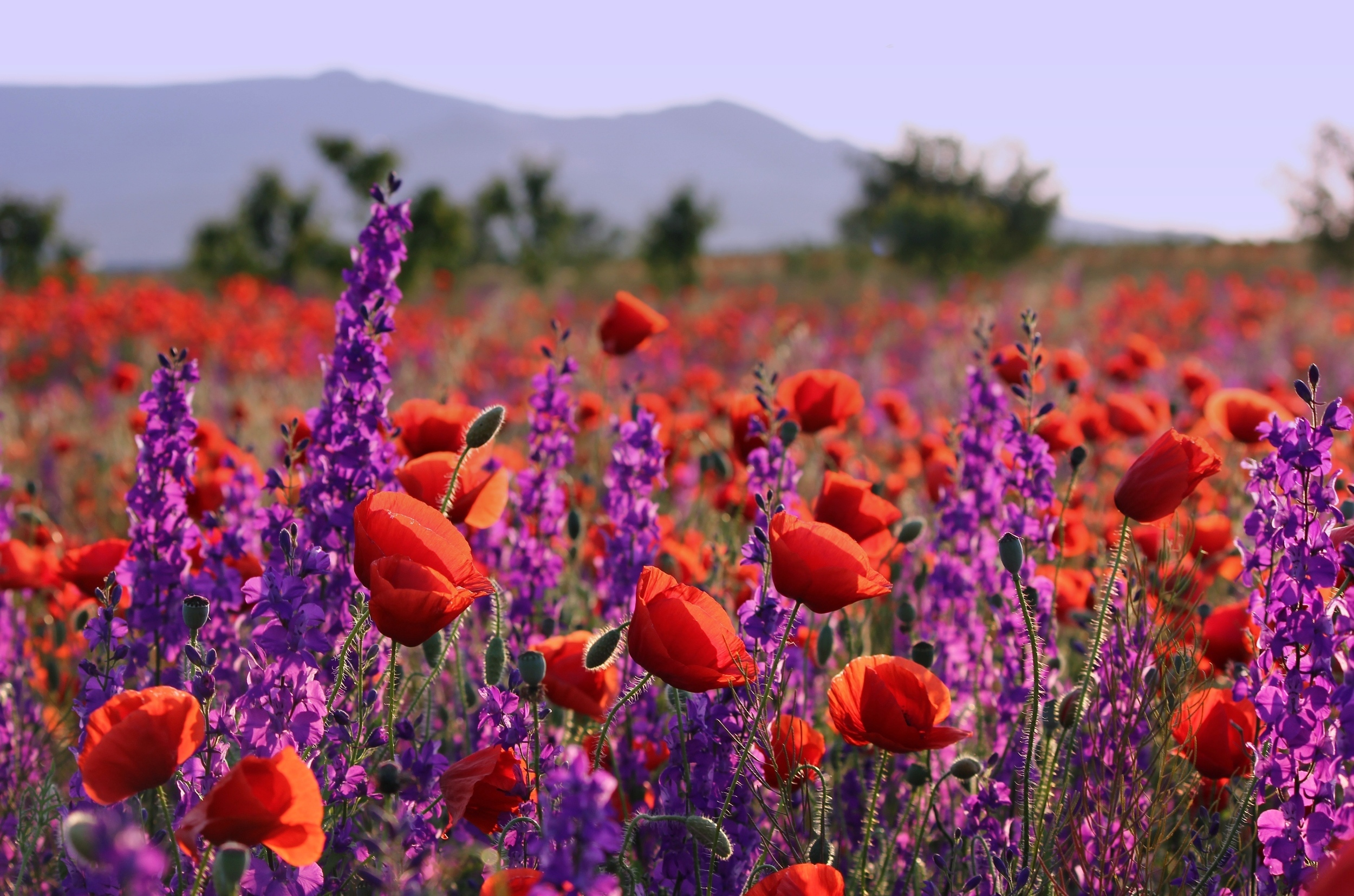 Фиолетовые цветы в Крыму Луговое