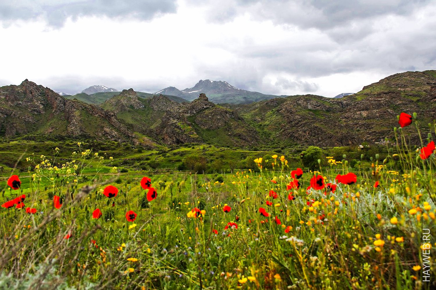Армения цветение маков