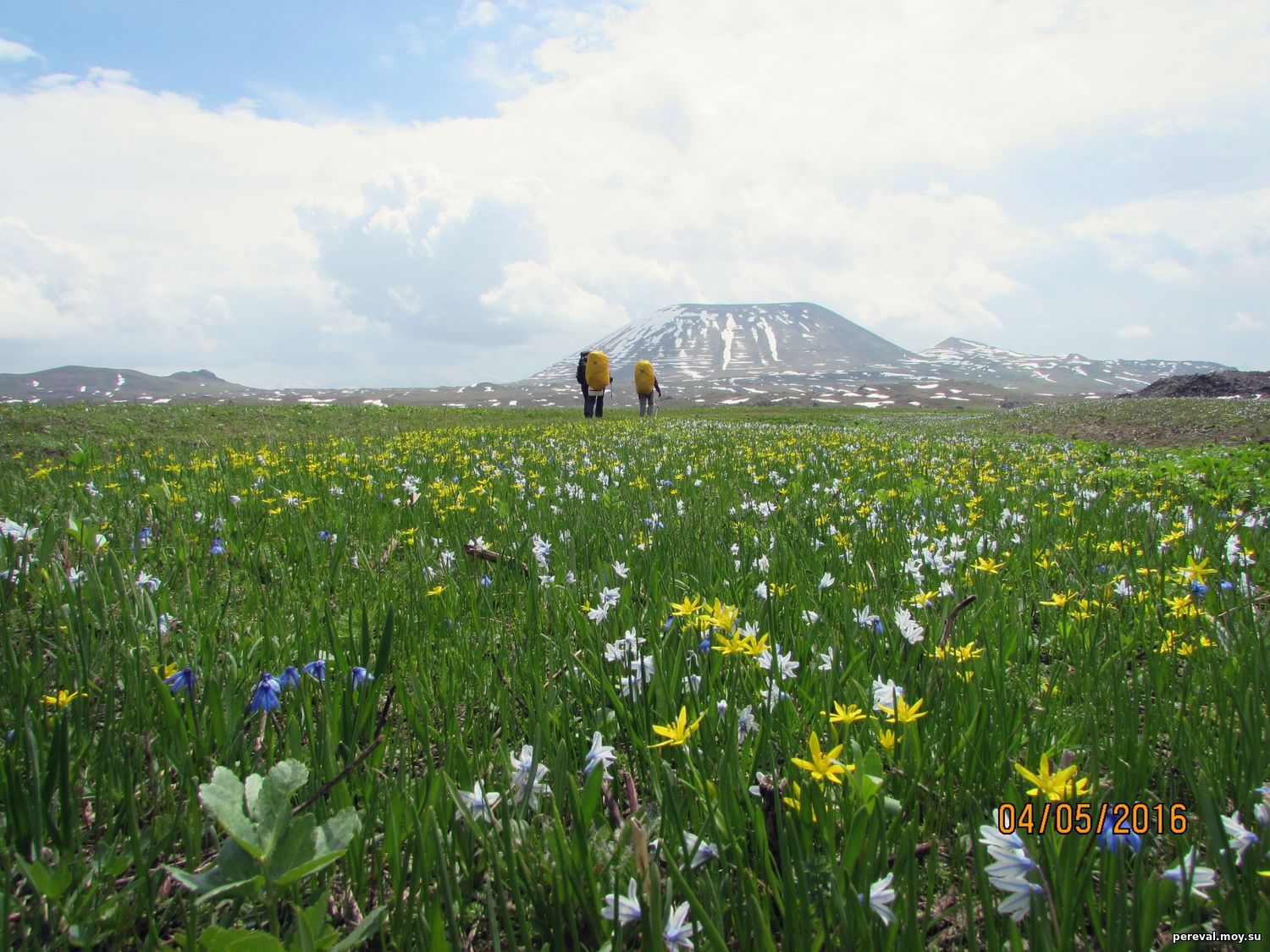 Весенние цветы в Армении