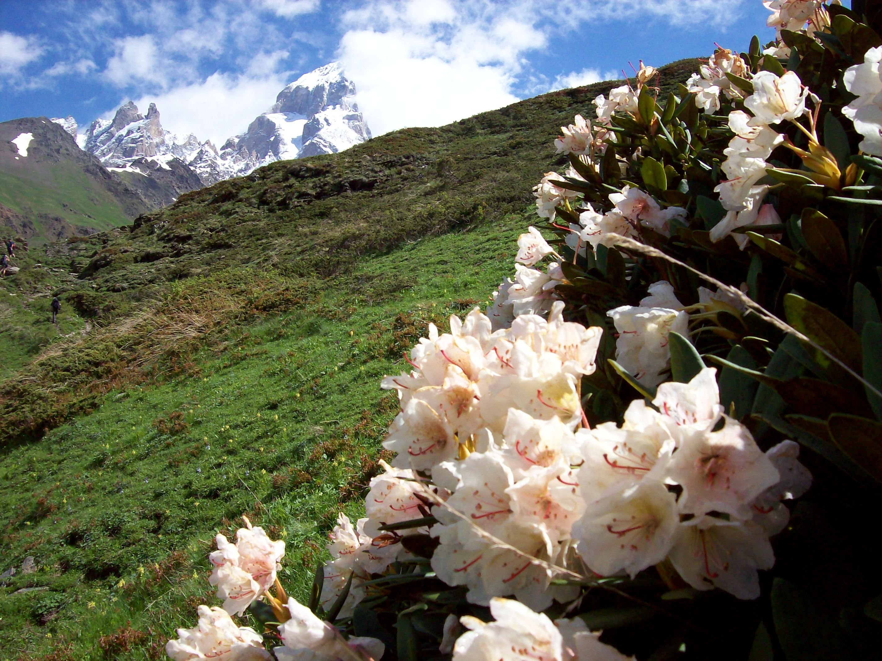 Цветы кавказских гор фото и названия