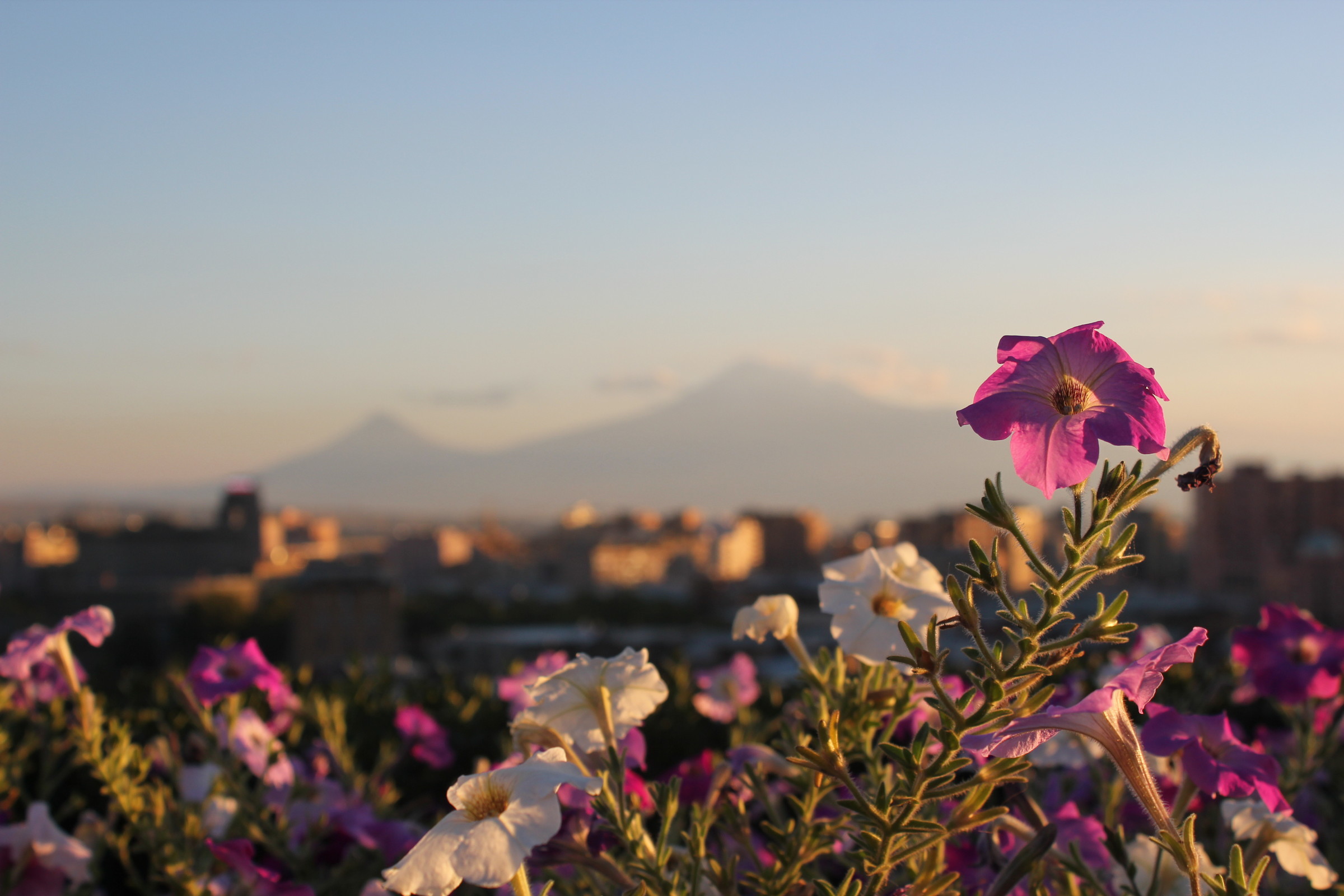 Сари Смбул цветок армянский