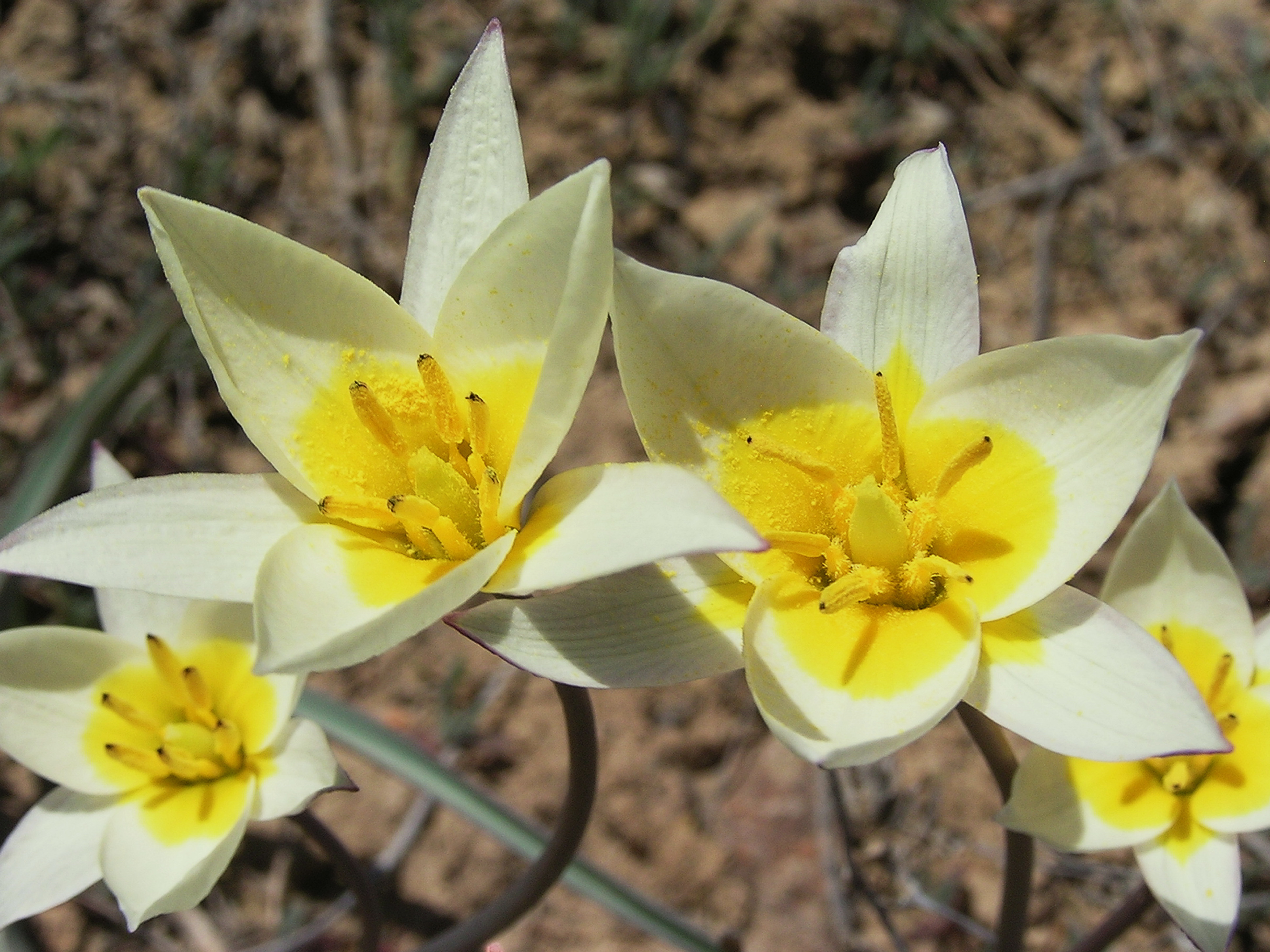 Тюльпан двуцветковый. Тюльпан двухцветковый. Тюльпан двуцветковый Крым. Тюльпан Коктебельский. Тюльпан двуцветковый Tulipa biflora.