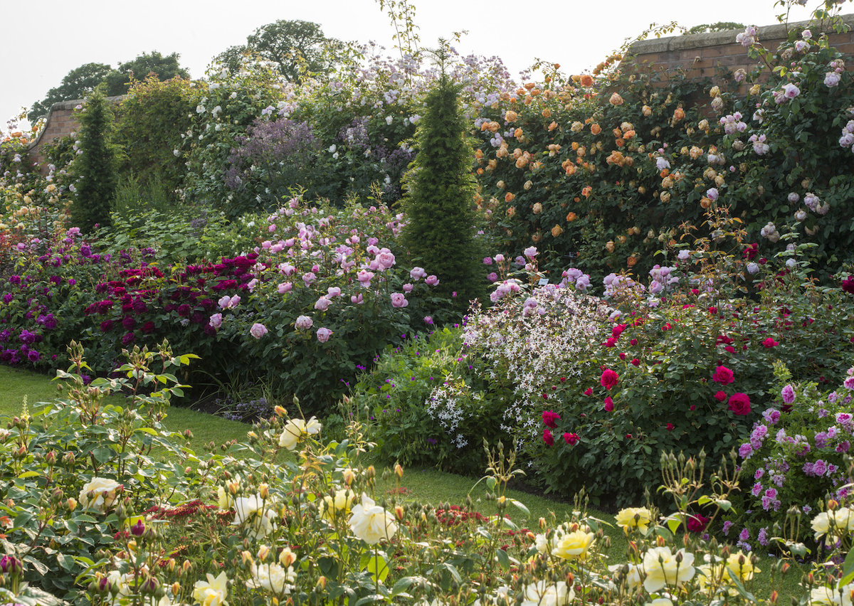 Английские сады с розами фото