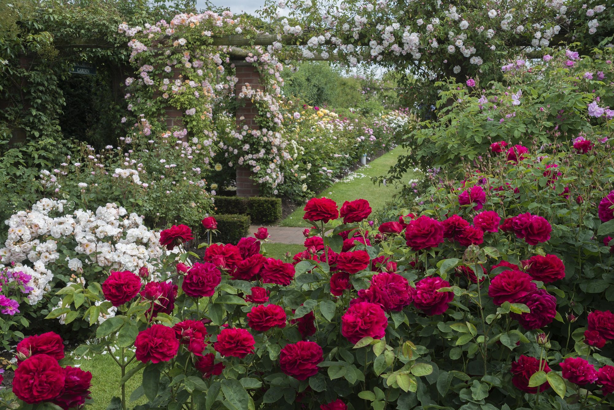 Розы остина в саду фото