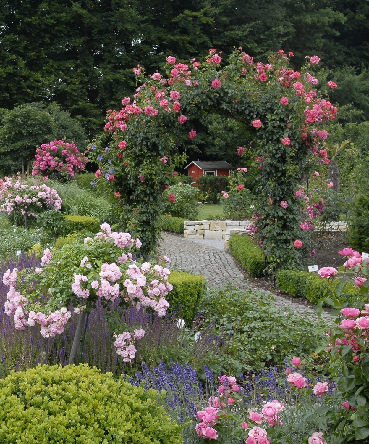 Роза Кантри Гарден (Country Garden)