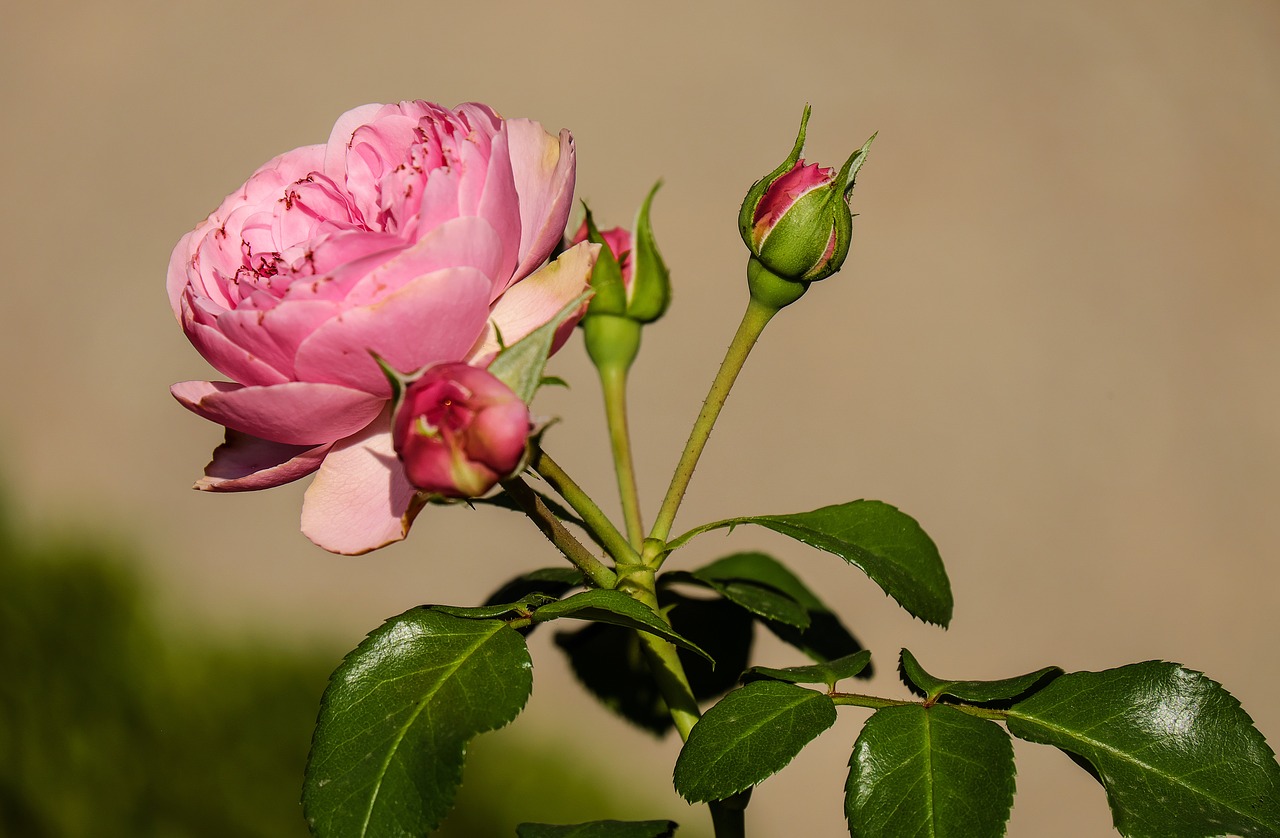 Ветка розы фото