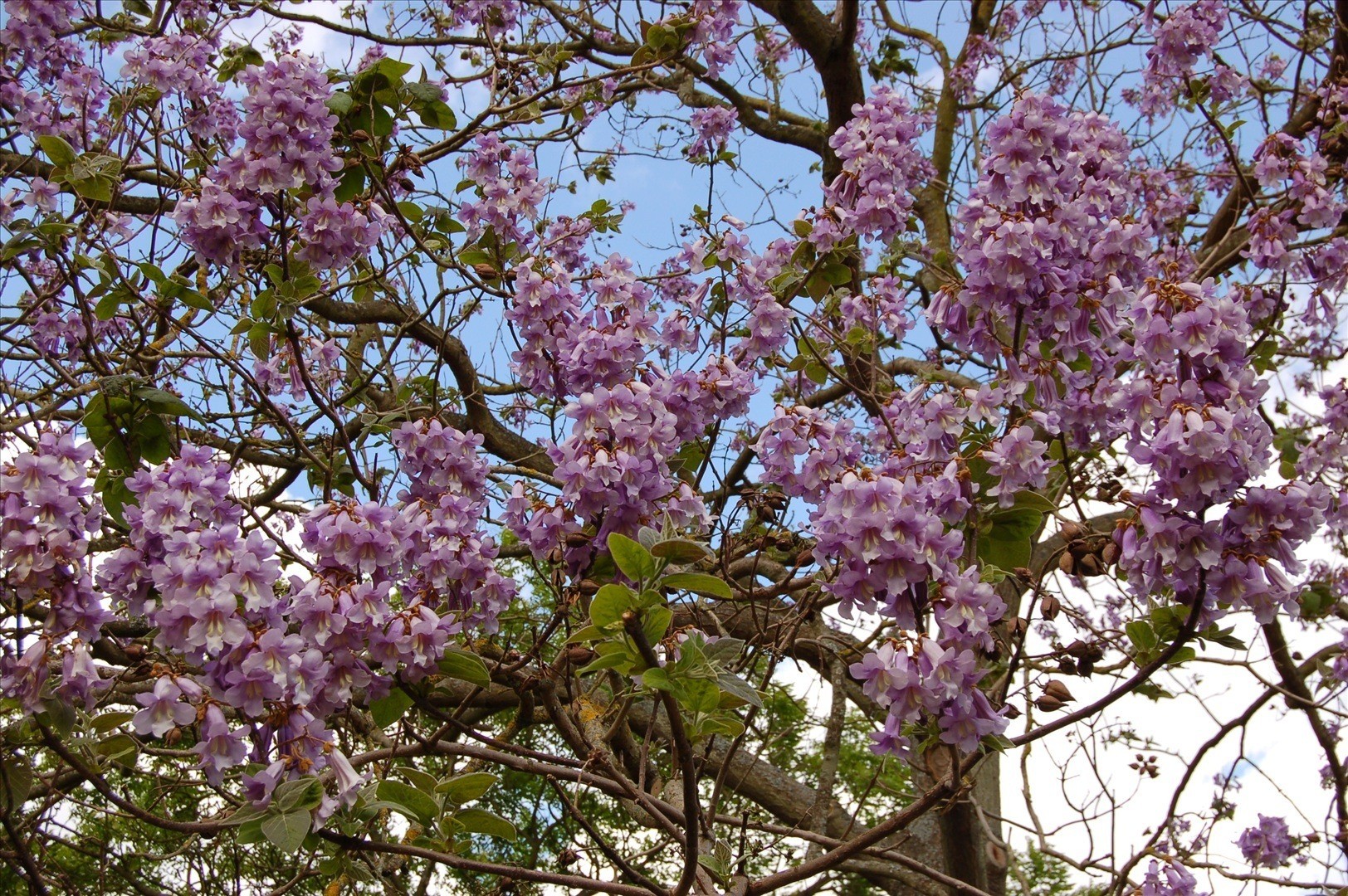 Фото дерево павлония как цветет