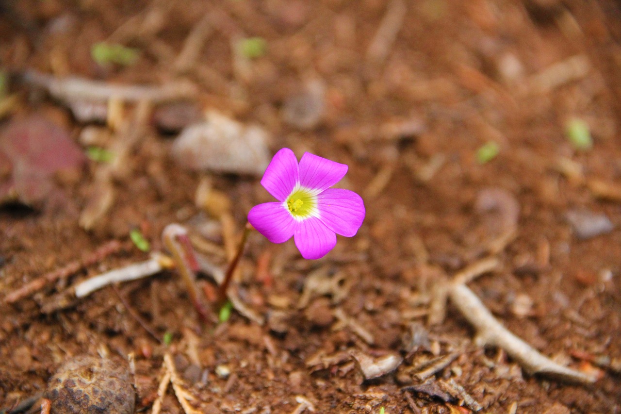 Маленькие цветочки на земле