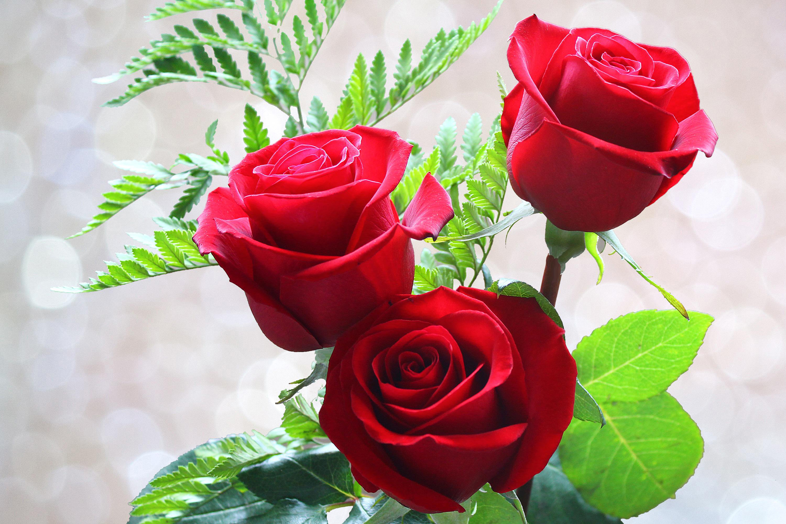 Gul yuzim. Гули Садбарг букет. Красивые розы. Красивые красные розы.