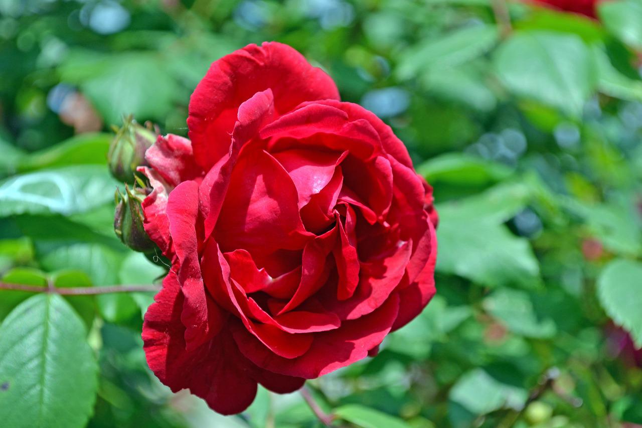 Роза флорибунда ред