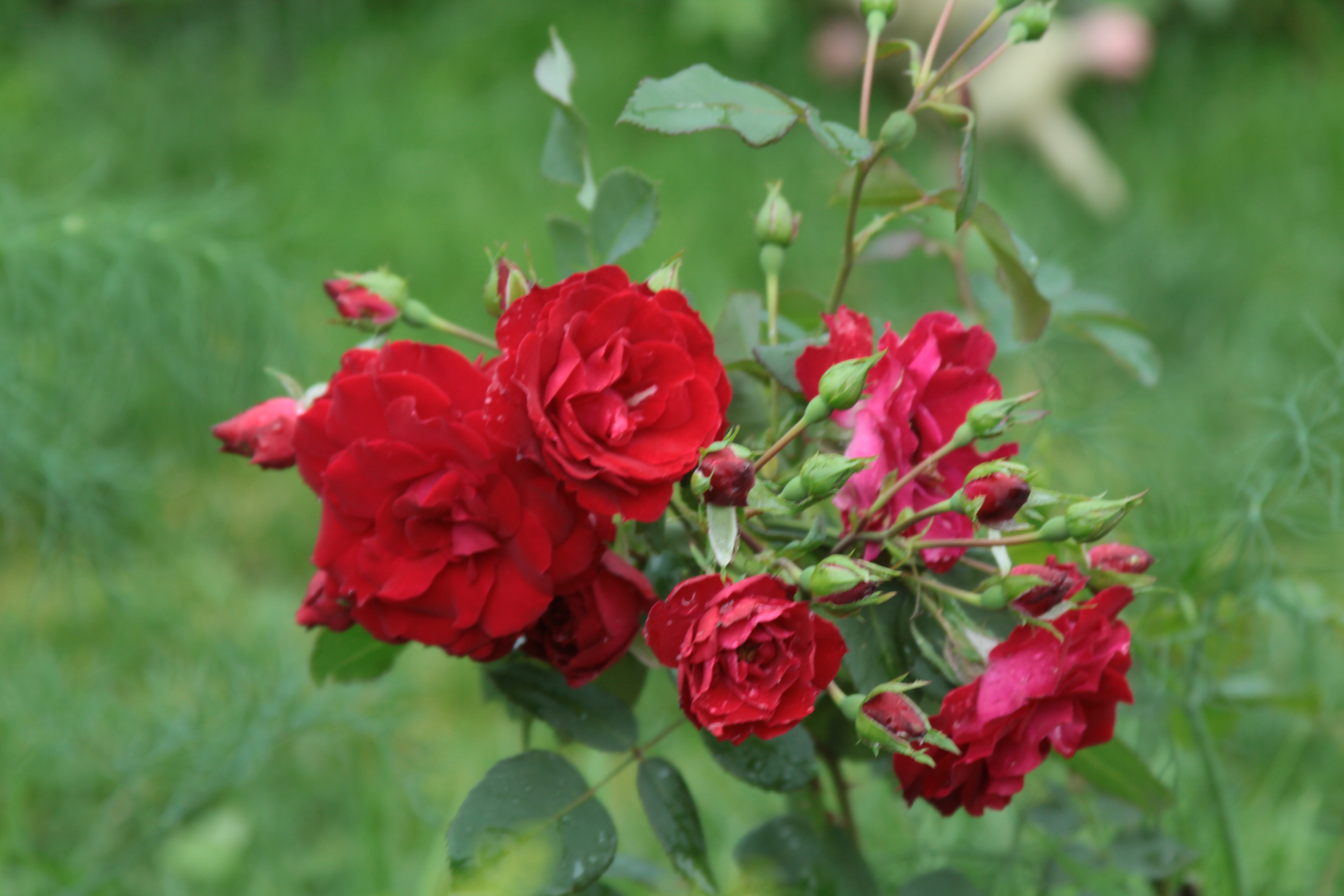 Лучшие сорта роз для ленинградской области фото и названия