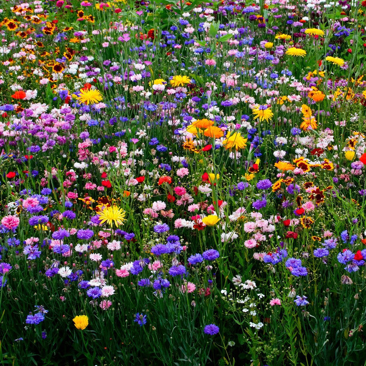 фото луговых и полевых цветов