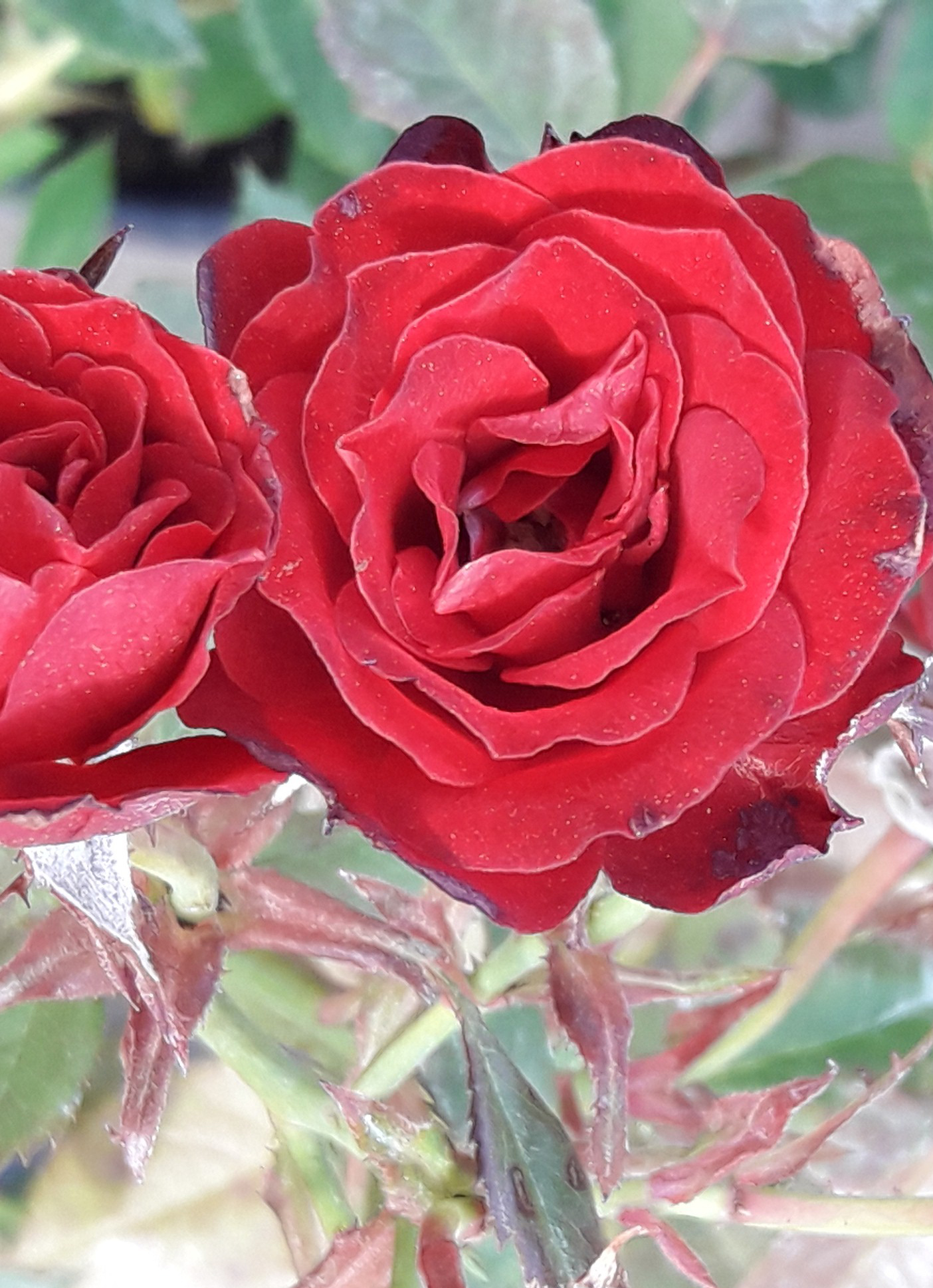 Роза Парковая красная полумахровая