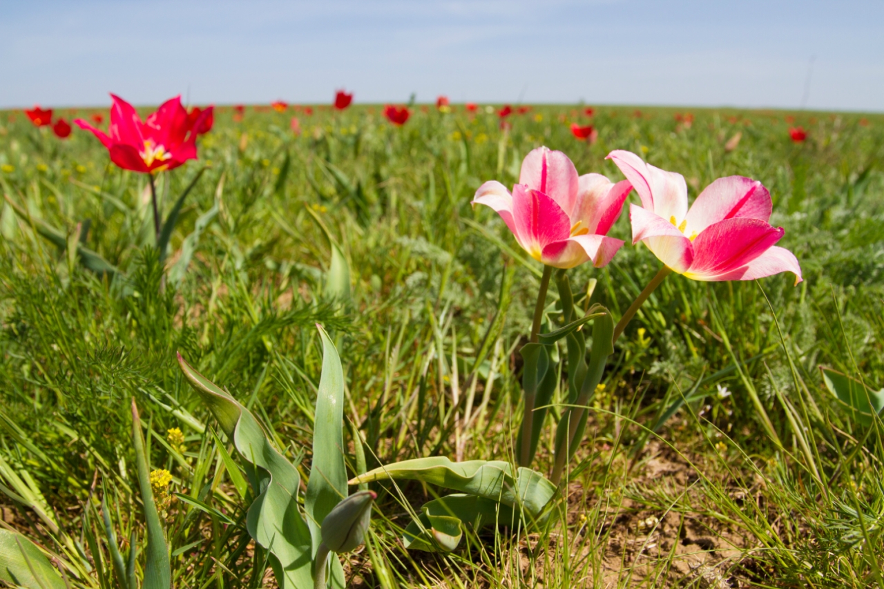 Цветение тюльпанов Геснера в Саратовской области
