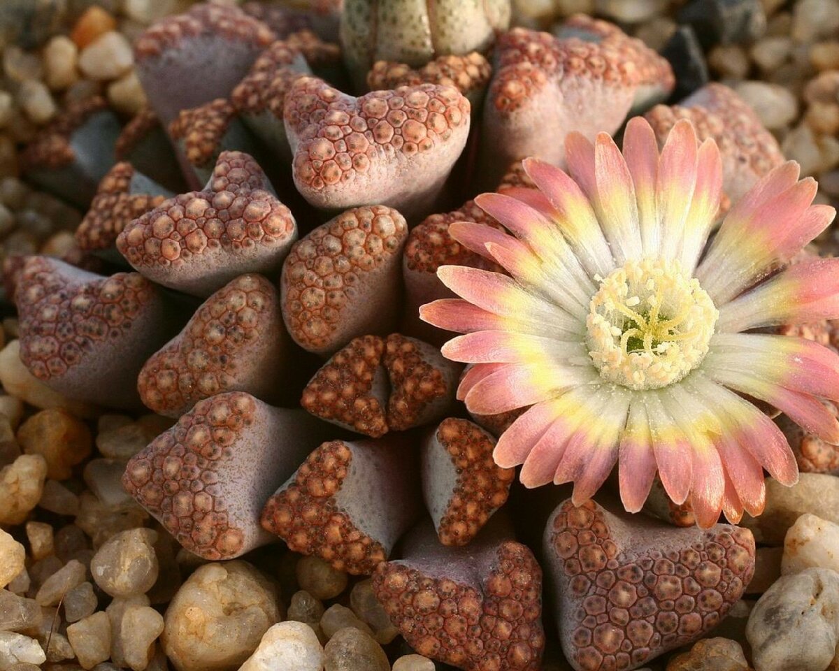 Каменные цветы семена фейсбук семен
