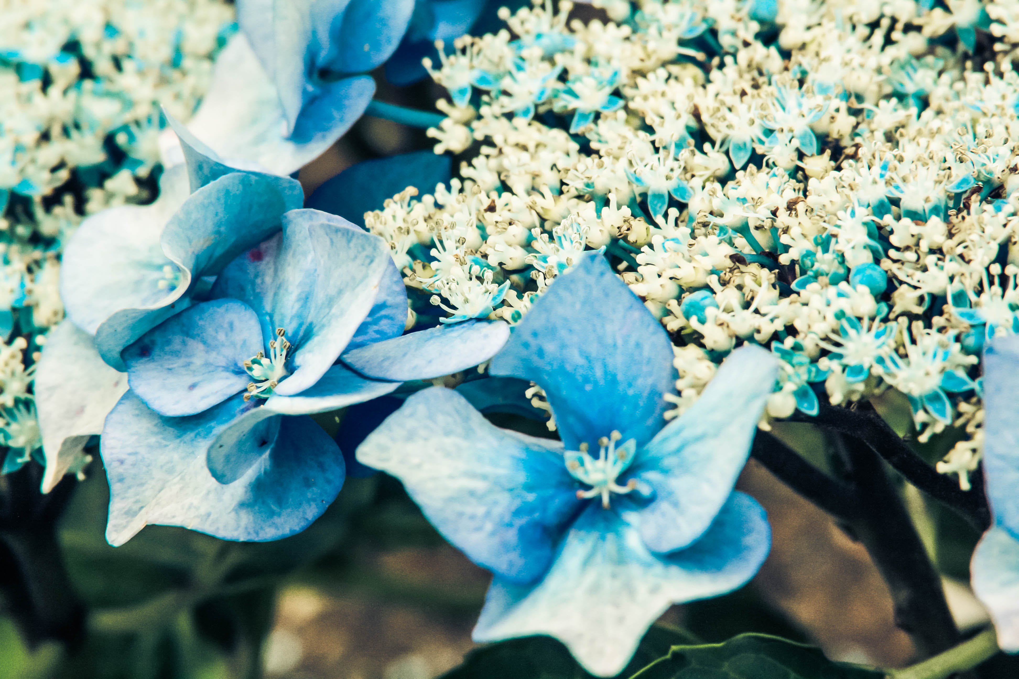 Голубая Лагуна цветы