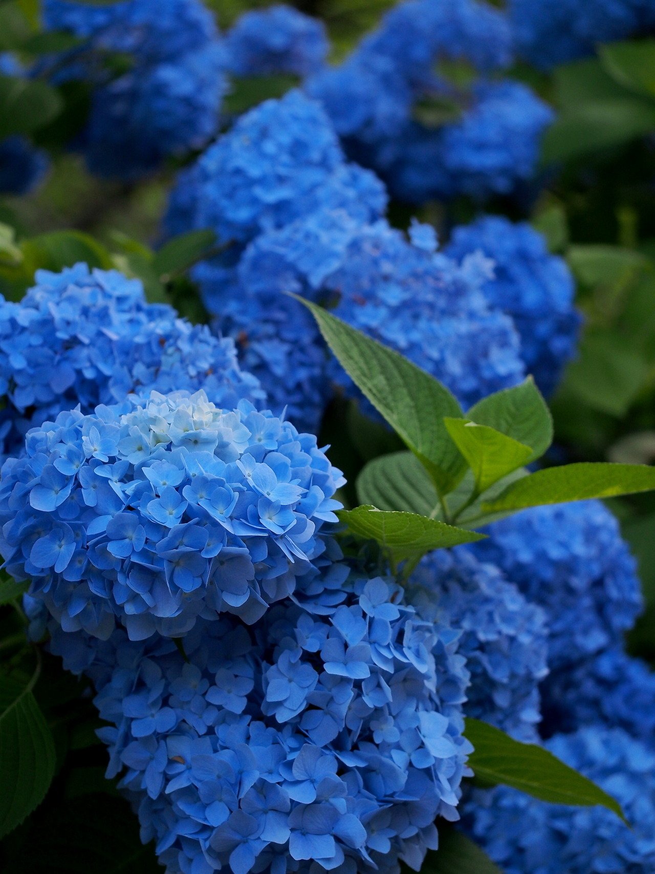 Большие Голубые Цветы