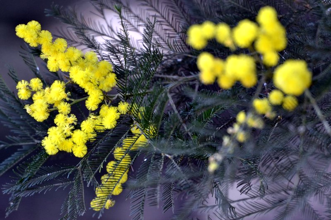 Цветок мимоза фото и описание