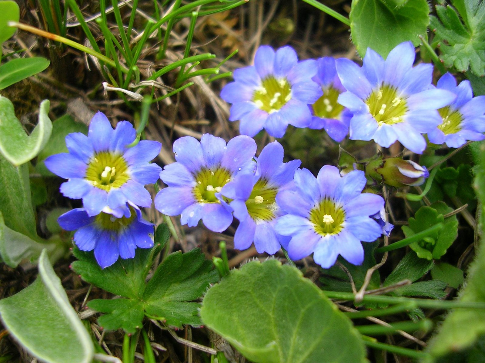 Трава с голубыми цветами 7 букв сканворд. Просуренки цветок. Цветы Бурятии. Голубой придорожный цветок. Эфемероиды с голубыми цветами.